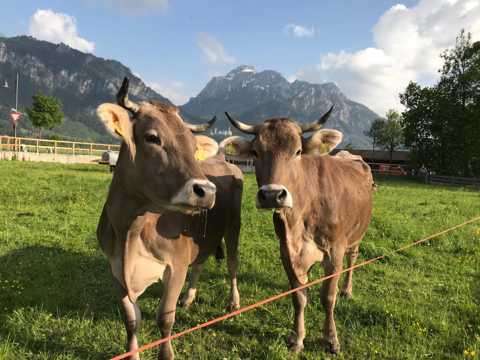 Chalet Alpenrose