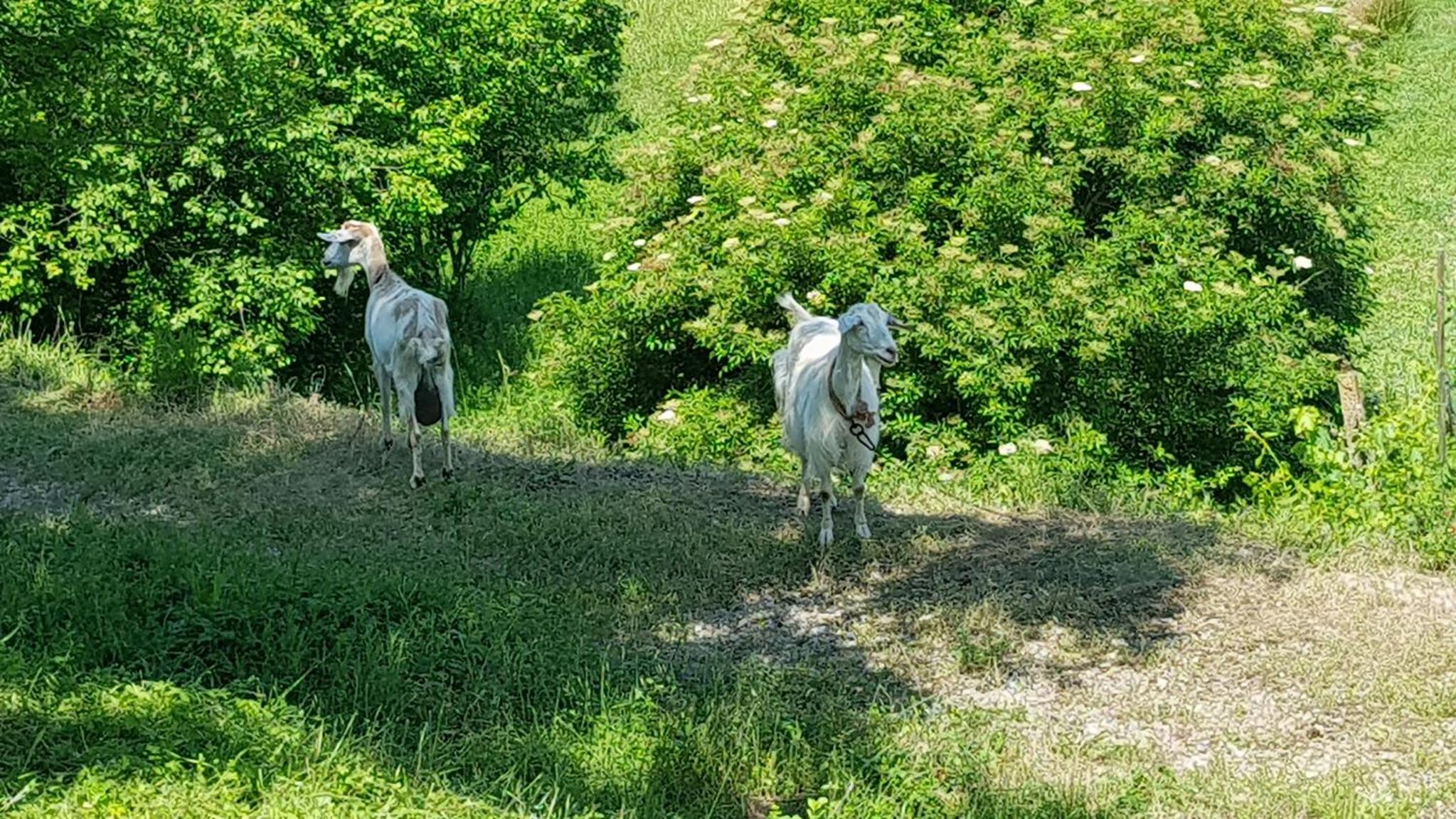 Photo 46