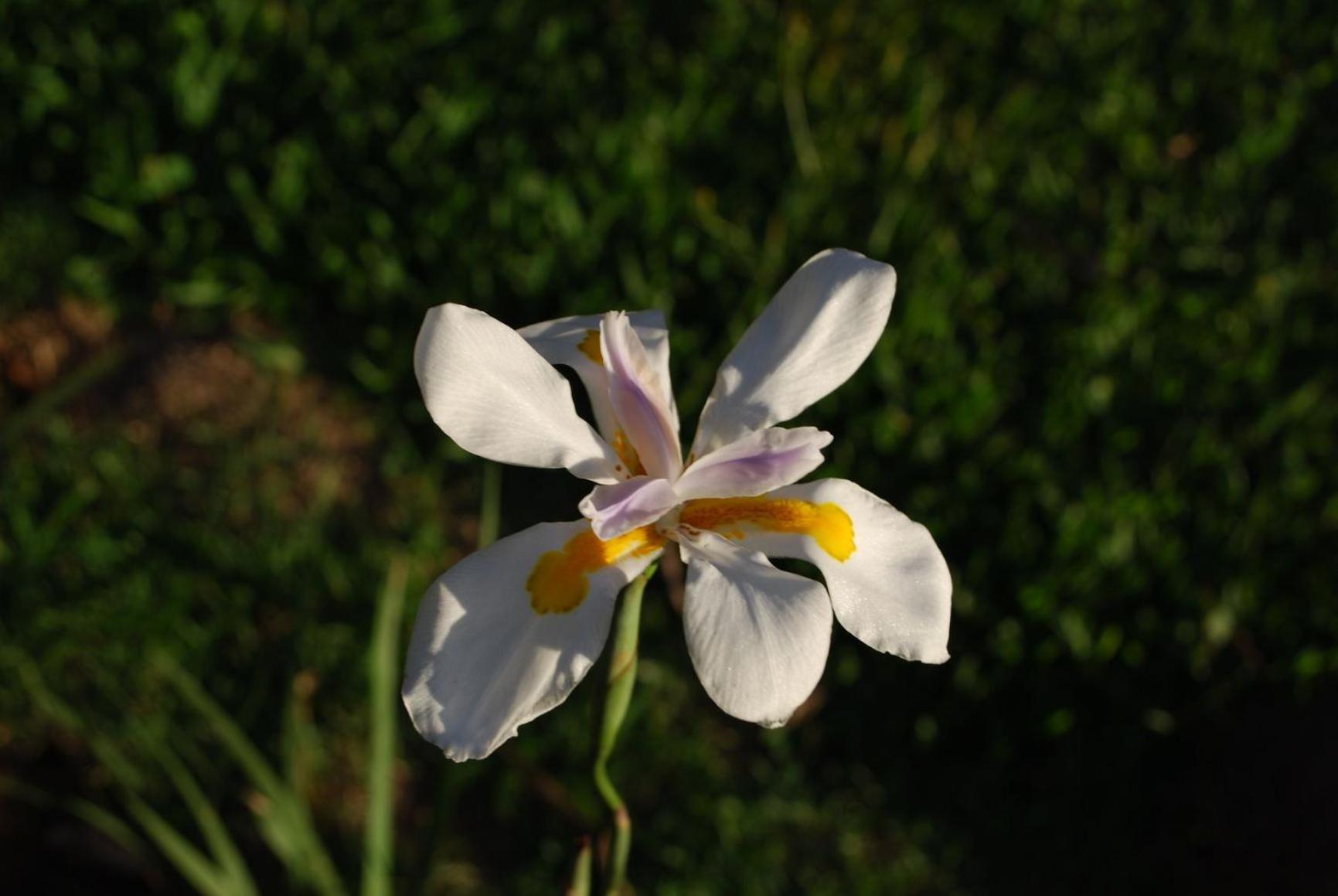 Photo 104