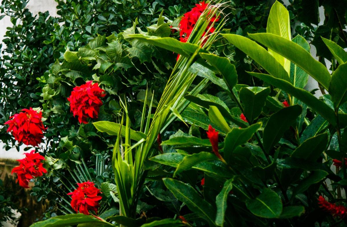 garden