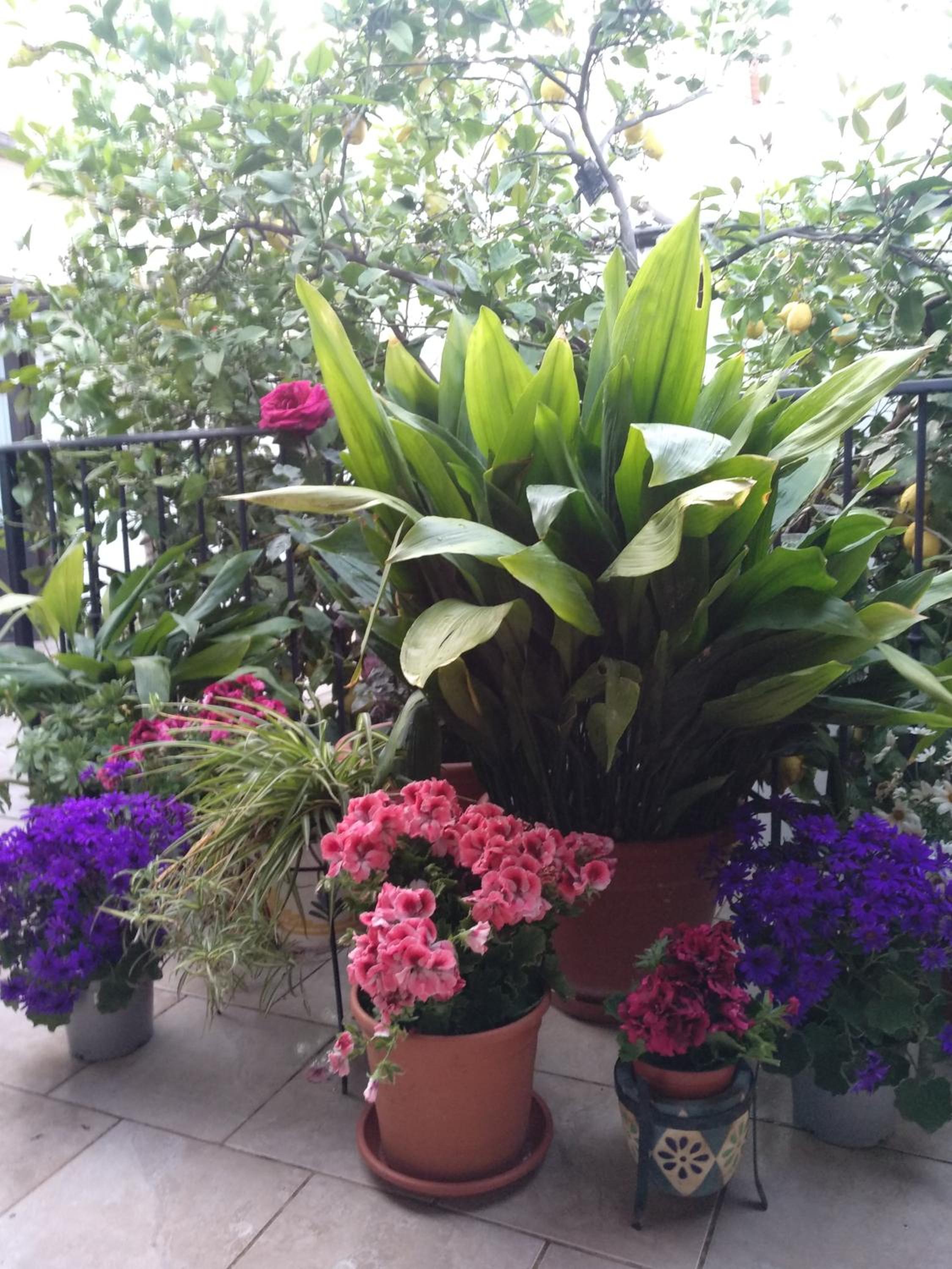 El Patio Andalu - Property Image 30