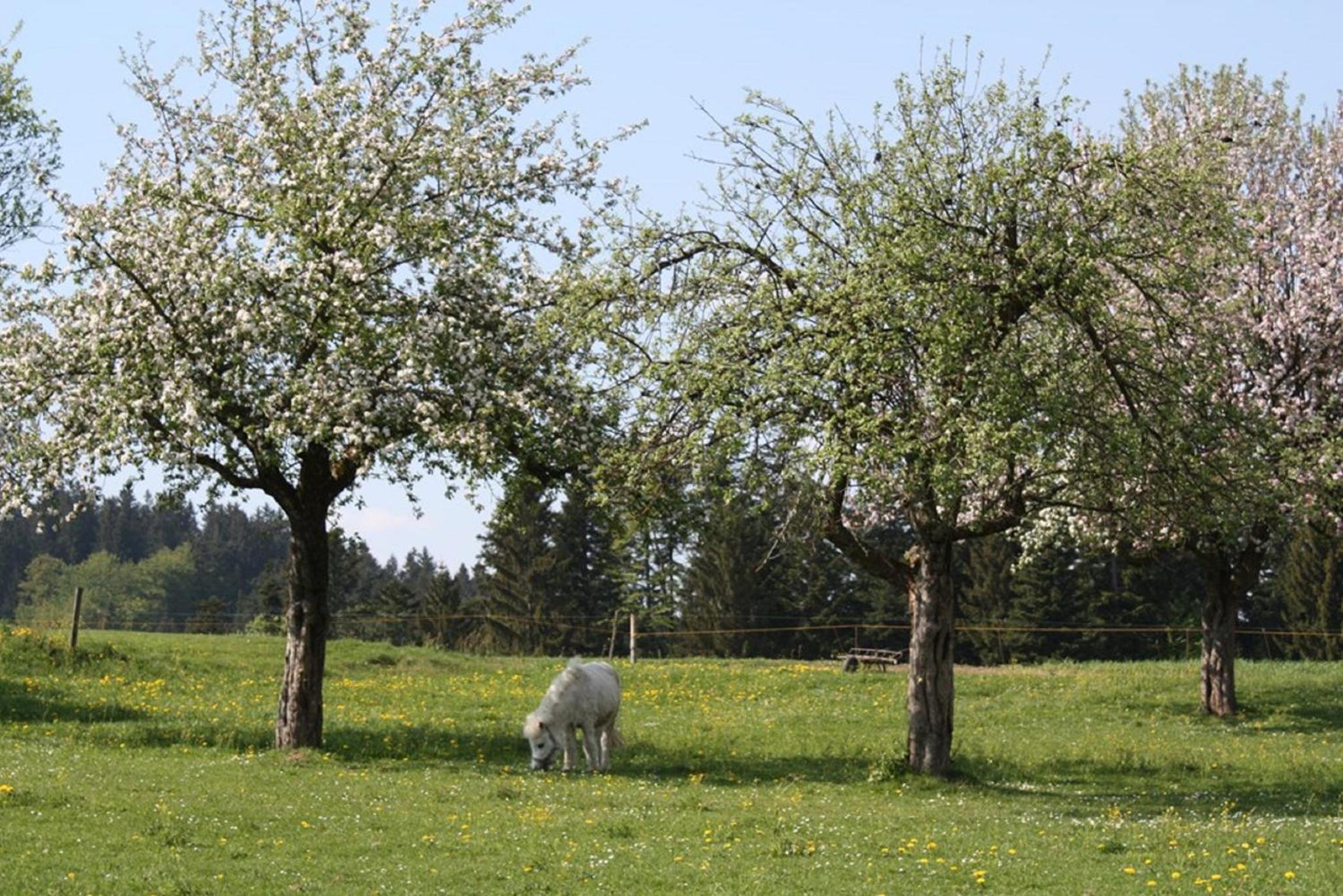 Bio-Ferienhof Höfler