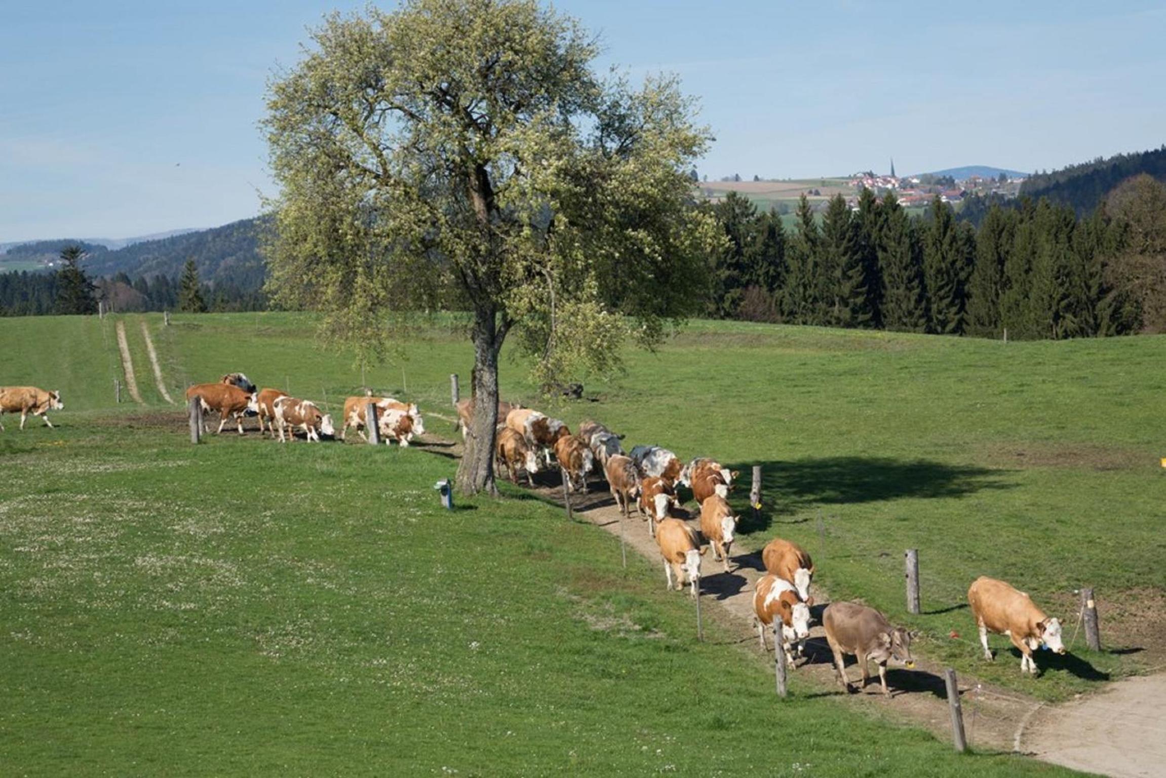 Bio-Ferienhof Höfler