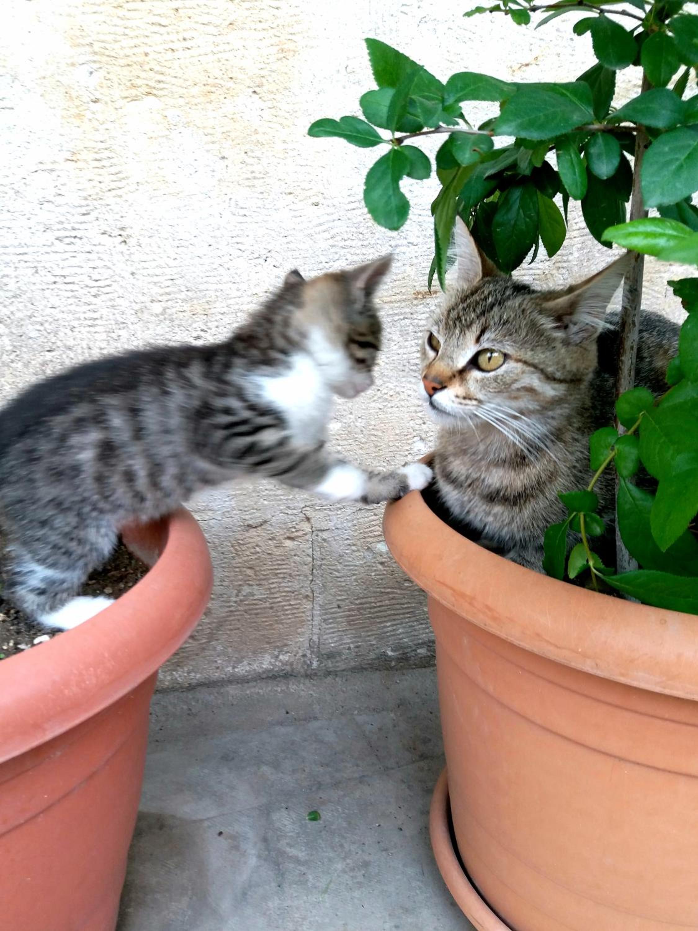 Karadut Cave Hotel - Image 67
