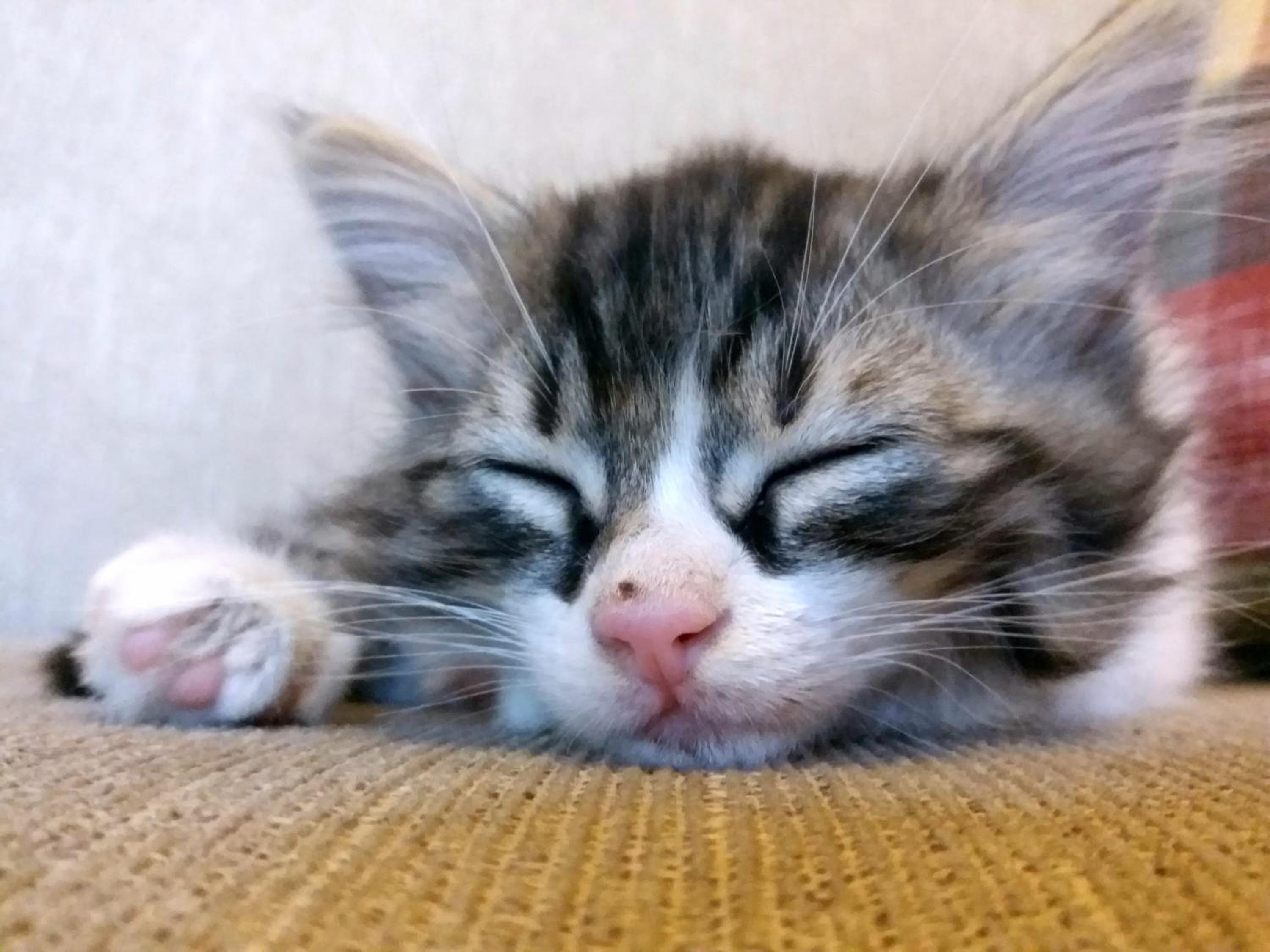 Karadut Cave Hotel - Image 66