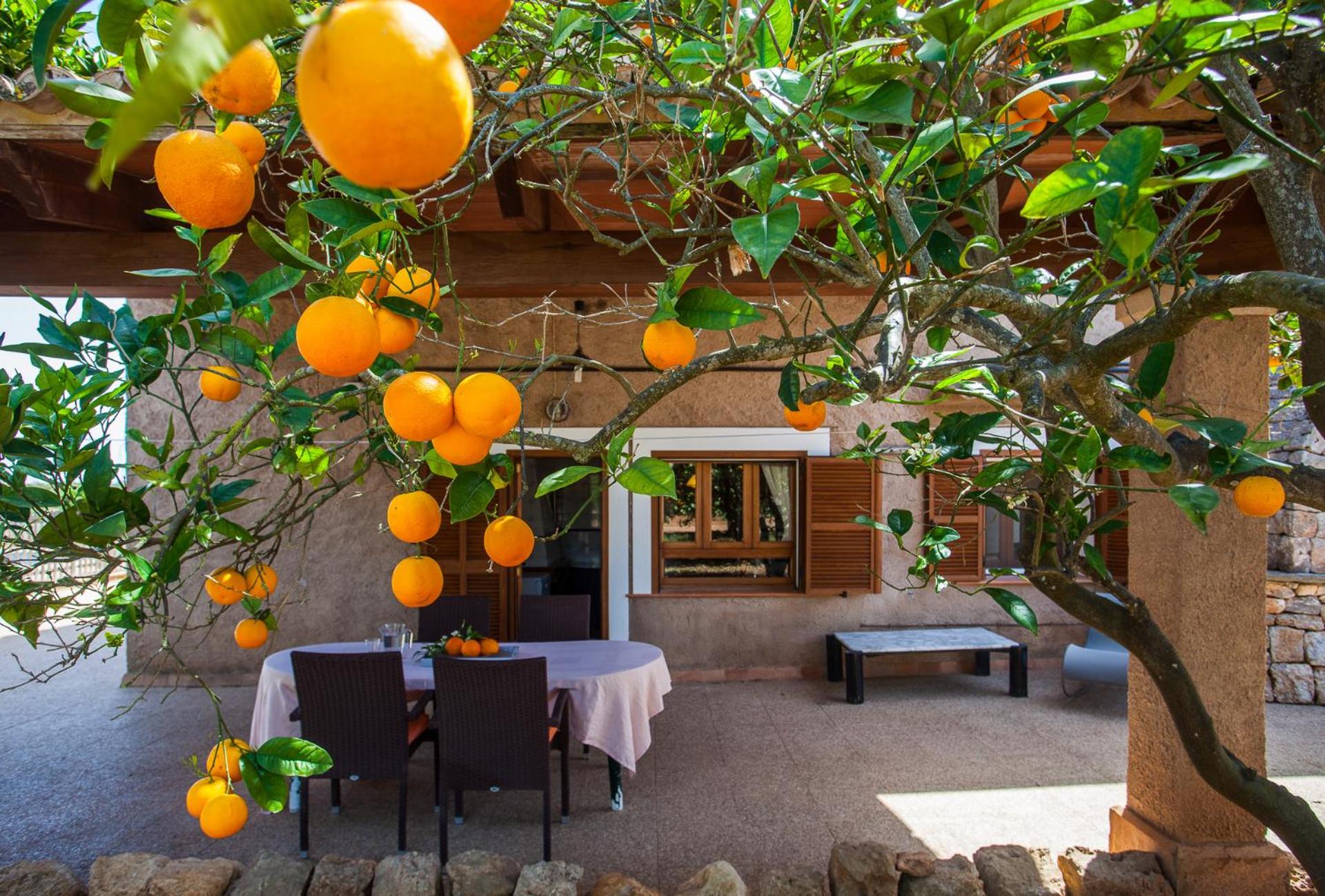 Sa Volta Nova photo 2