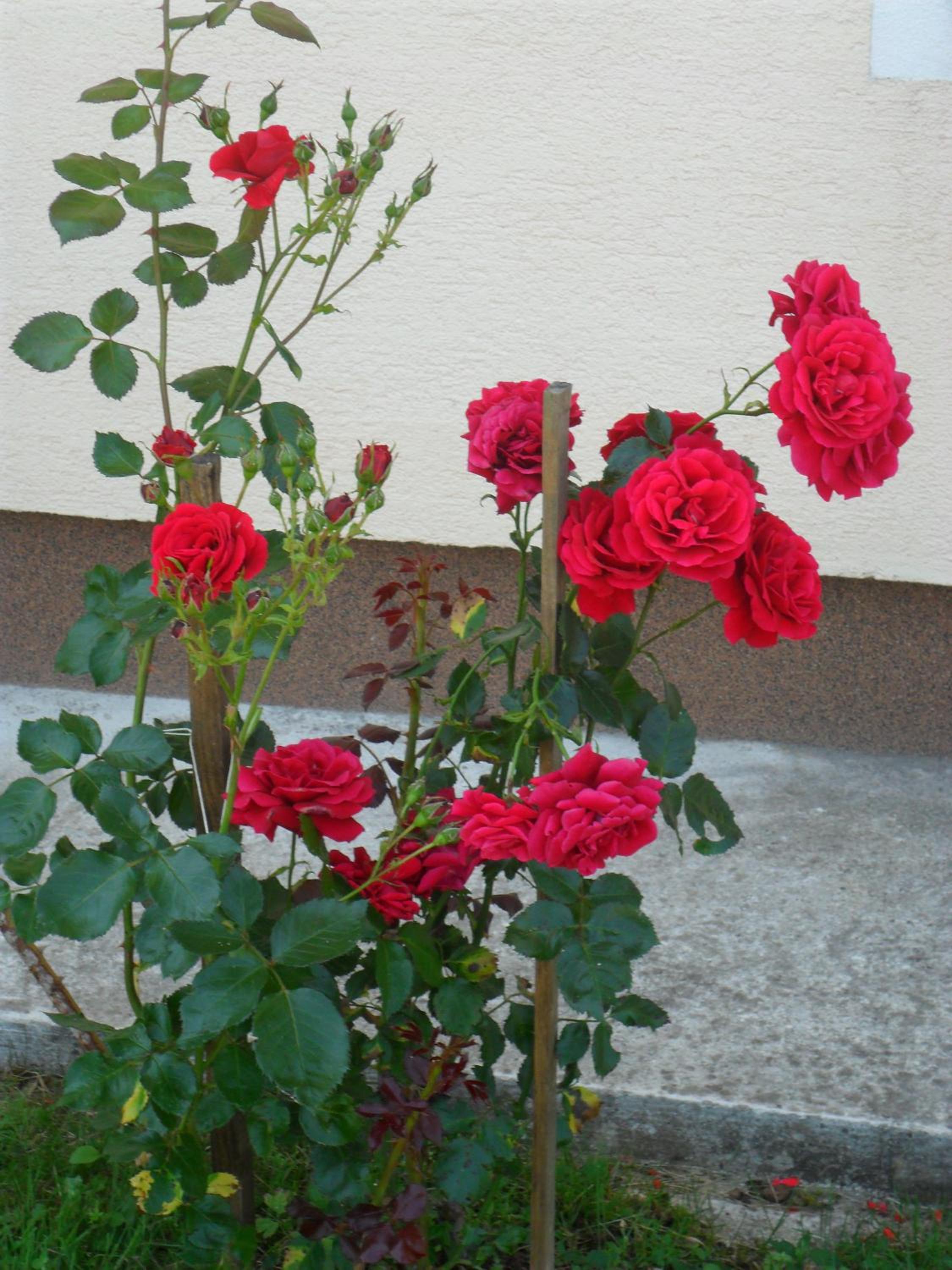 Photo 52