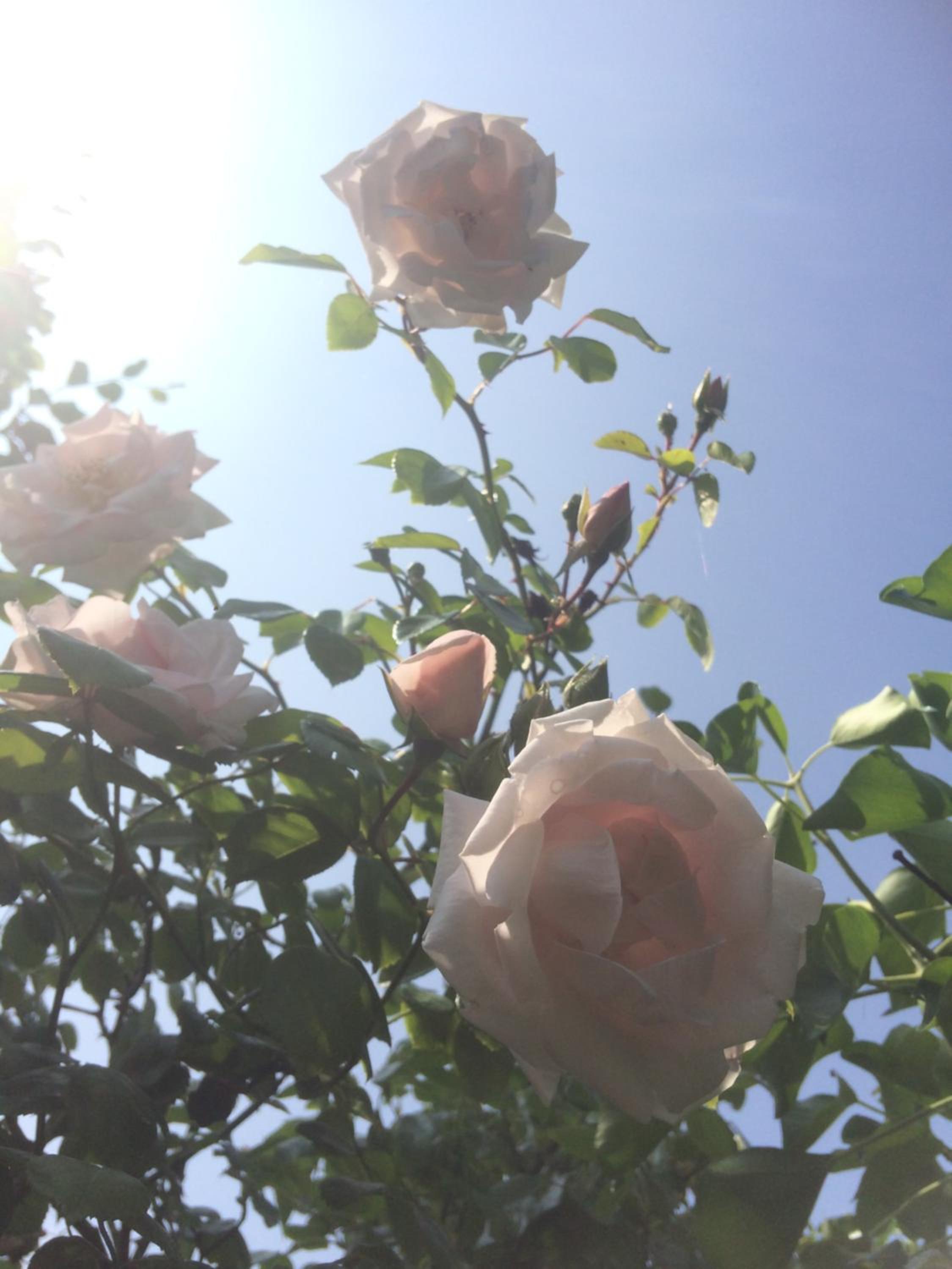 Photo 48