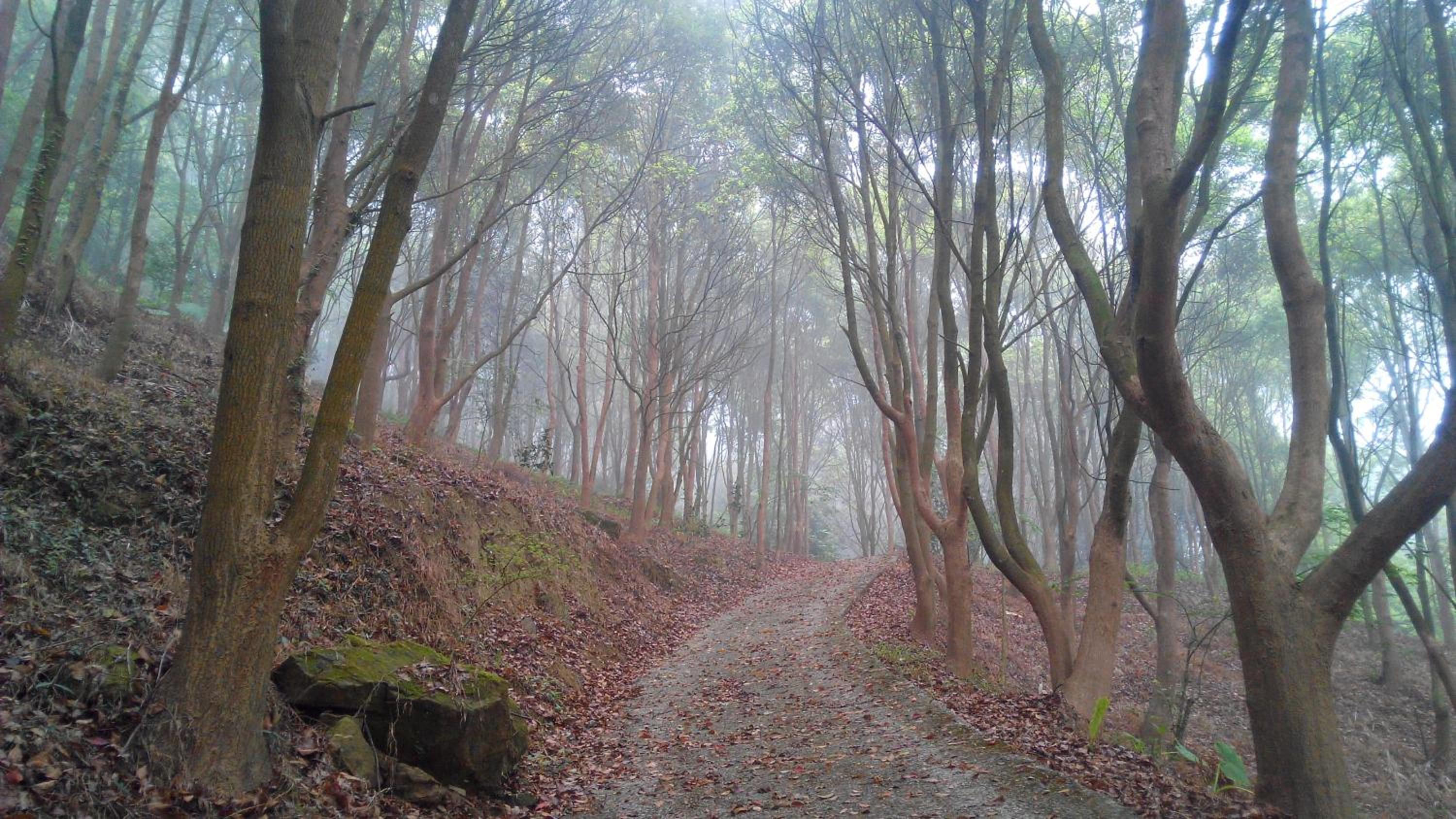 Photo 44