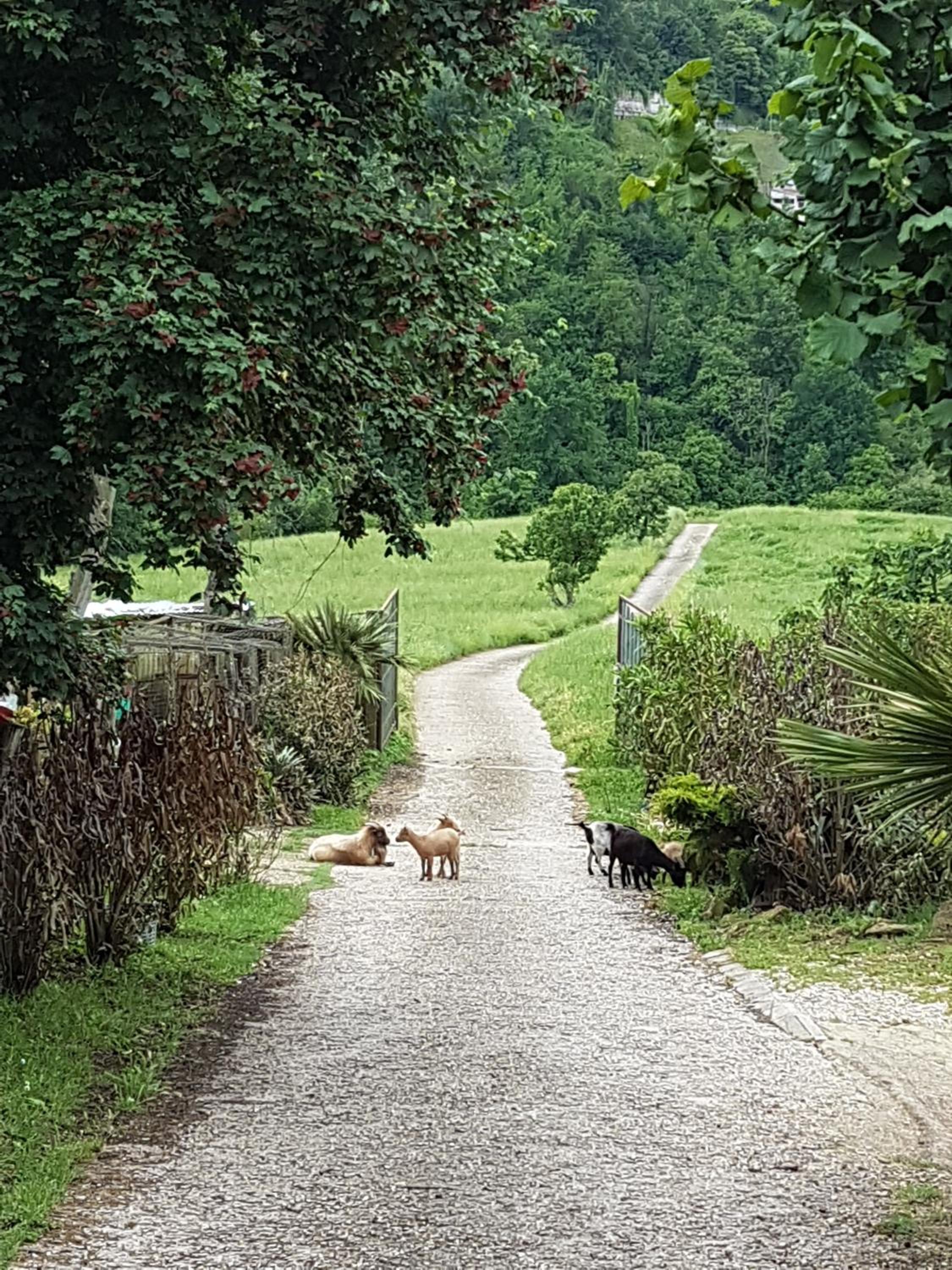 Agriturismo Cisogna