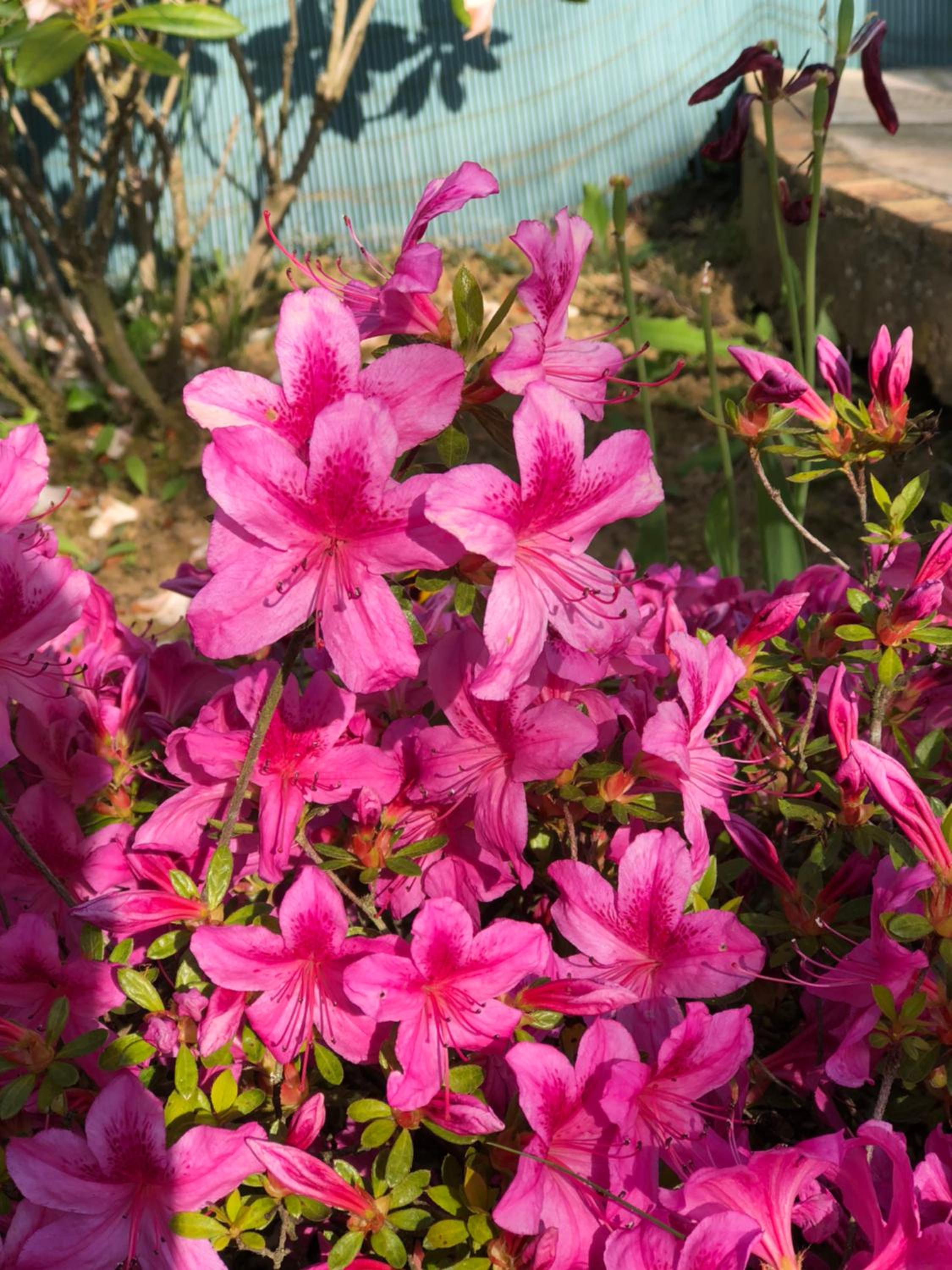 Maison Tobias view 5