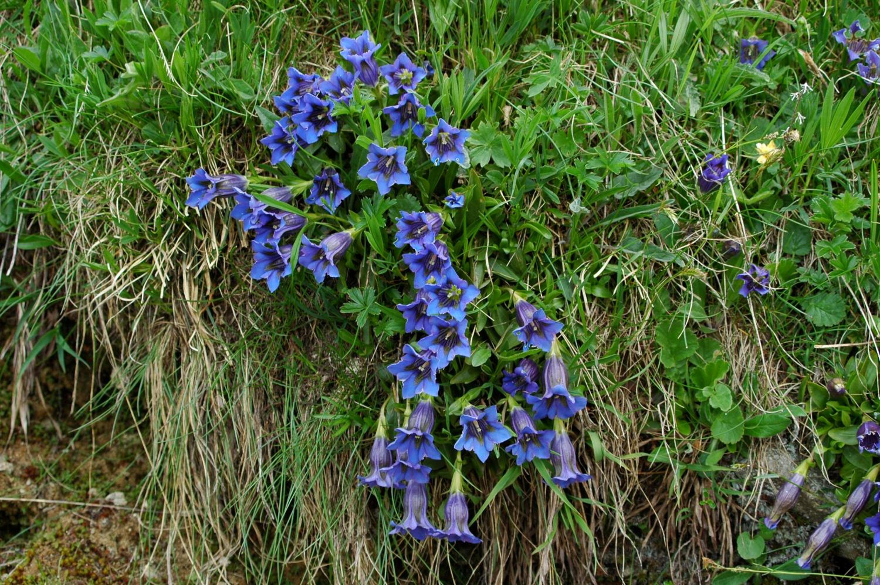 Photo 43