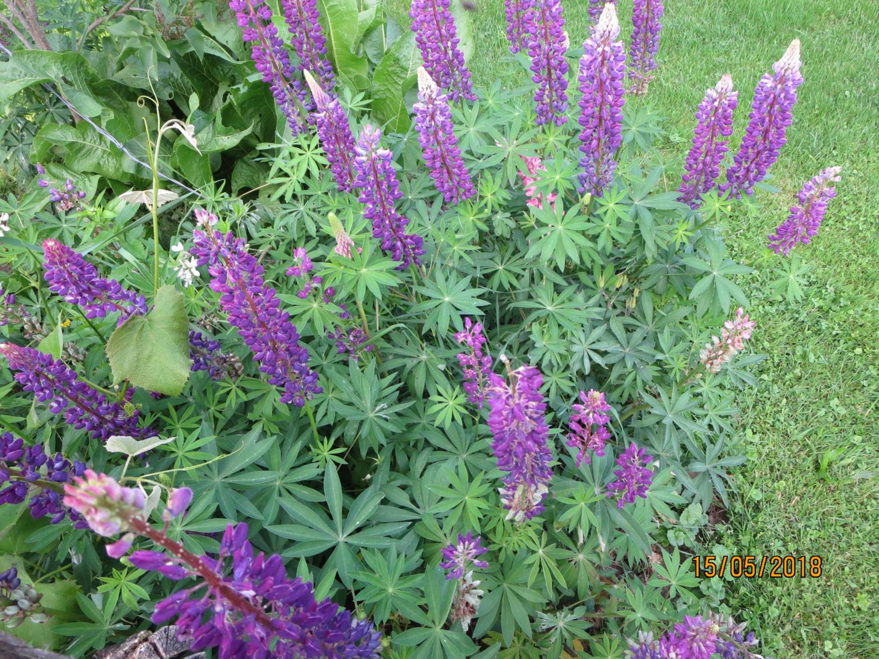 Photo 29