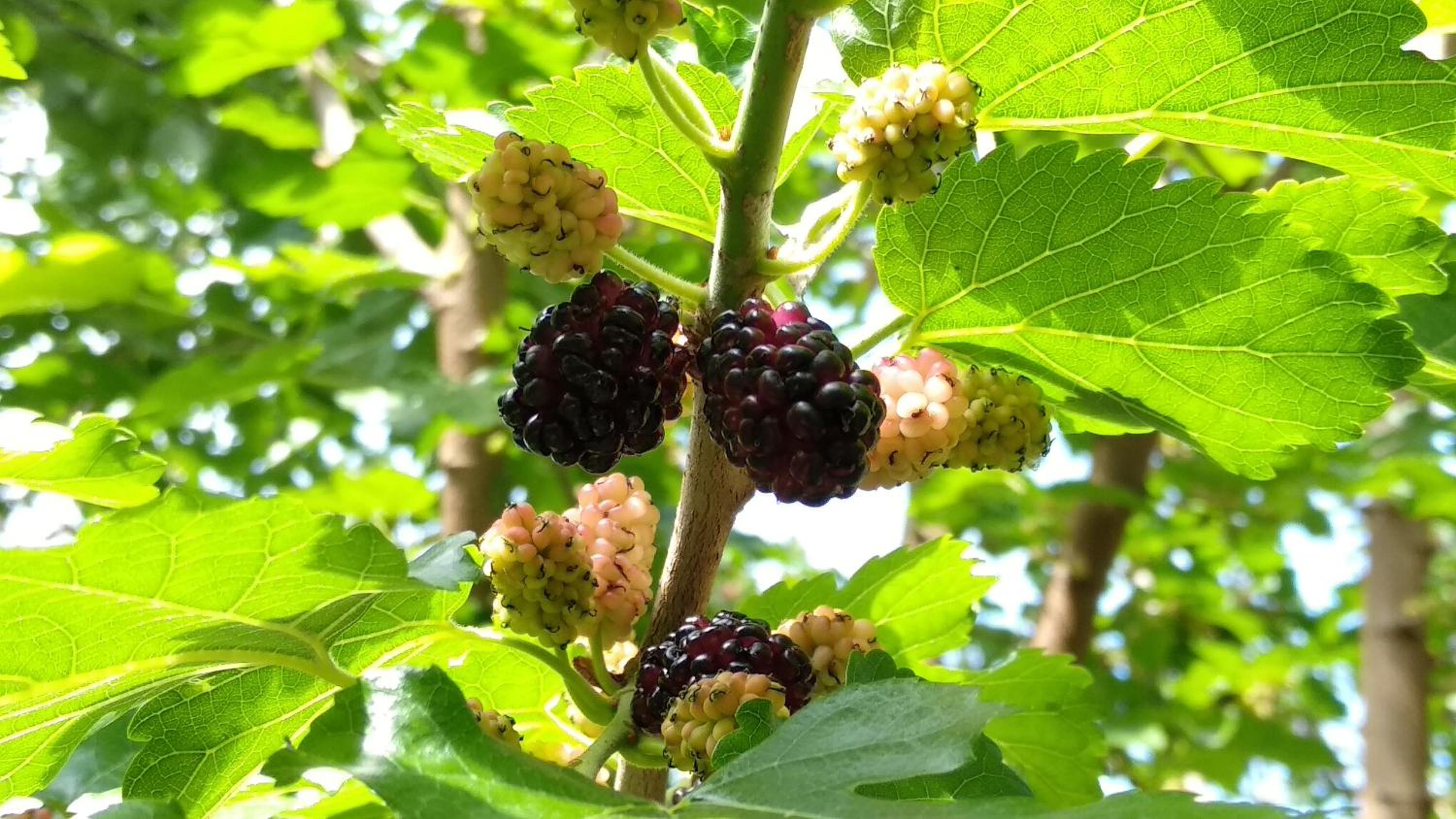 Aste Guesthouse photo 2