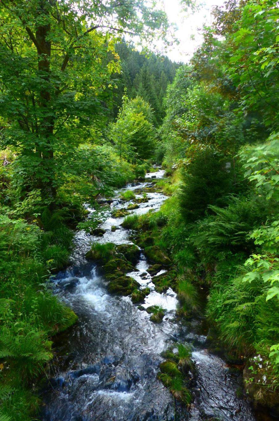 Ferienwohnungen in Schönmünzach