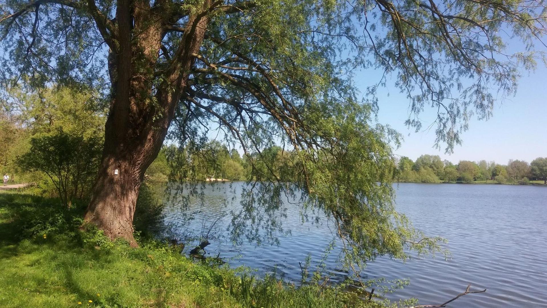 Photo 45