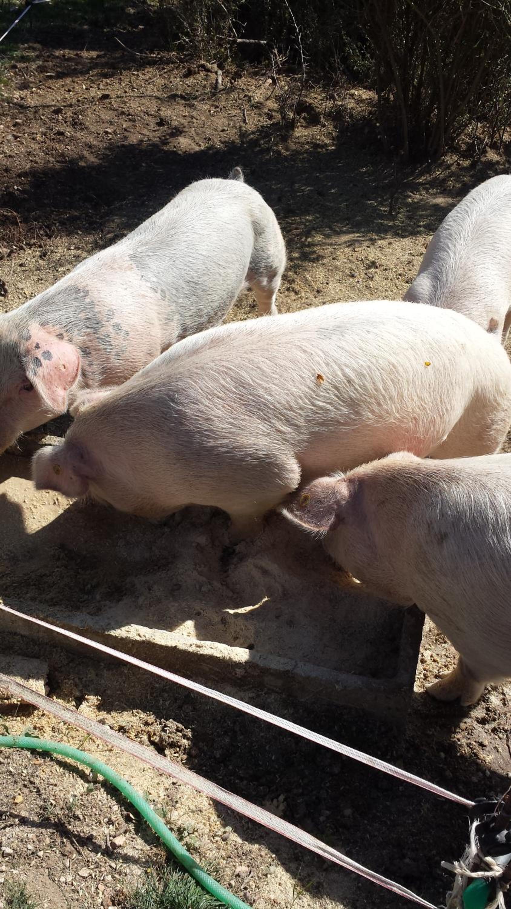 Agriturismo campagna in compagnia