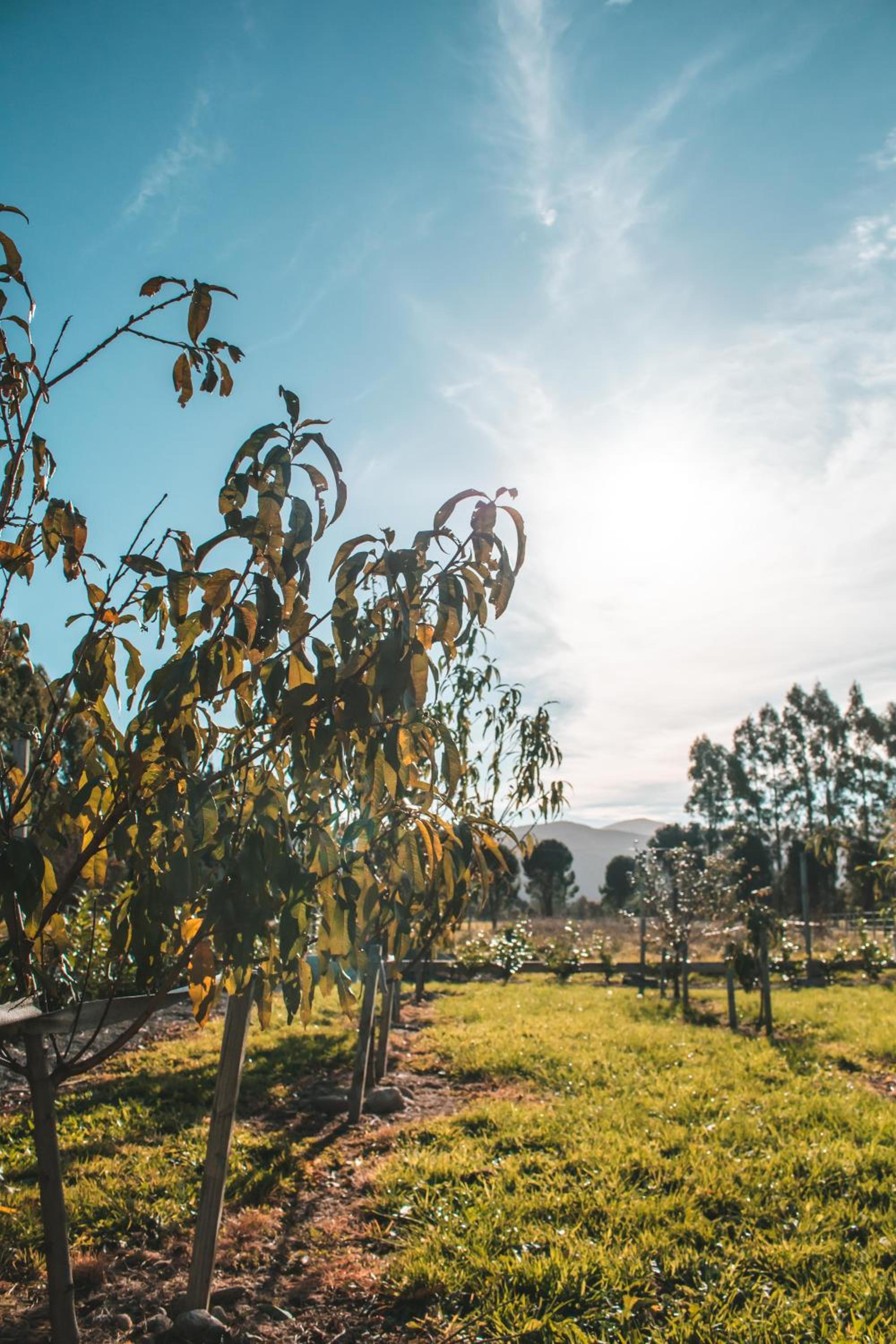 Woodside Orchard