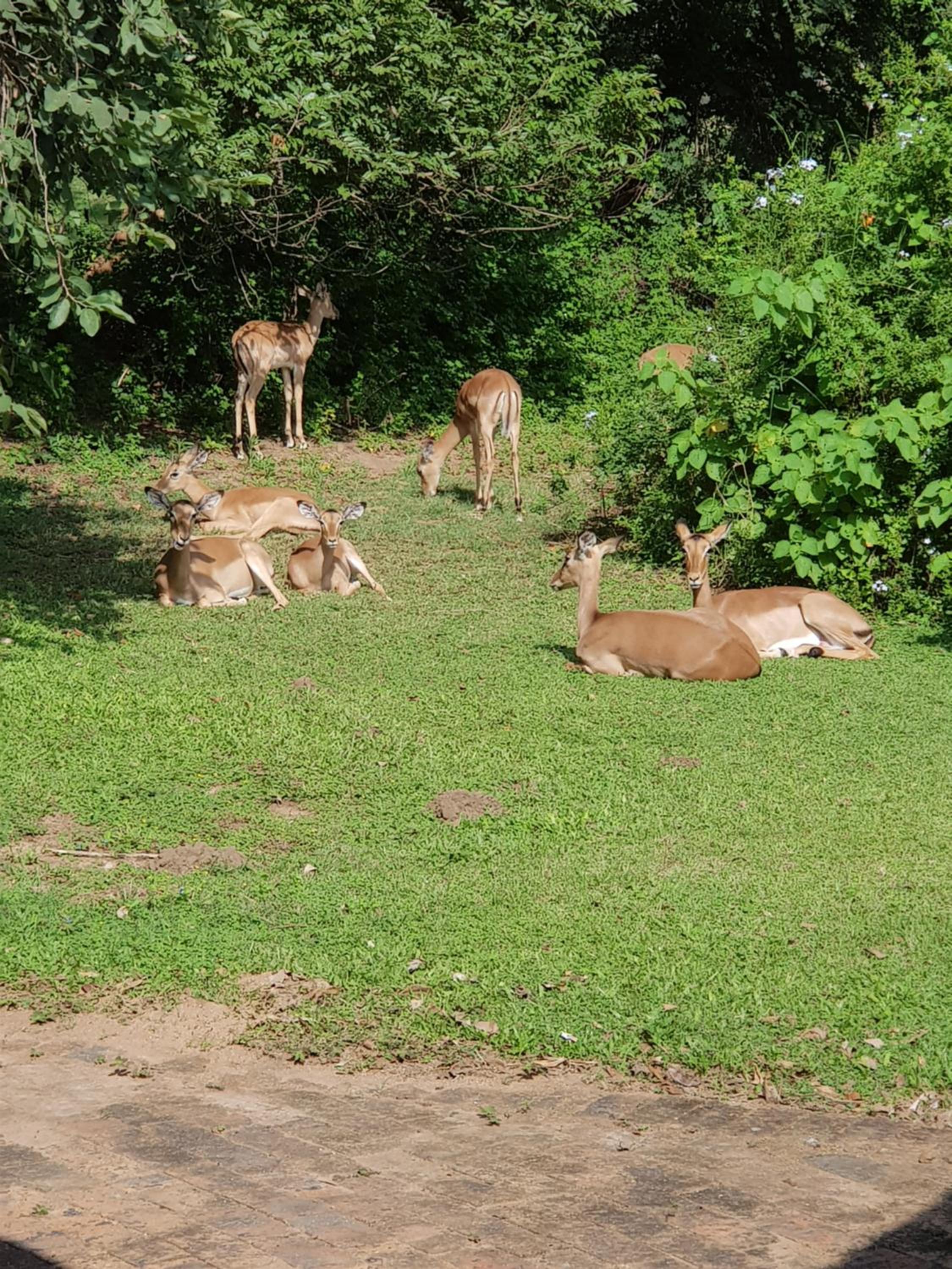 Hazyview Vacations - Kruger Park Lodge Unit No. 277 - Property Image 22