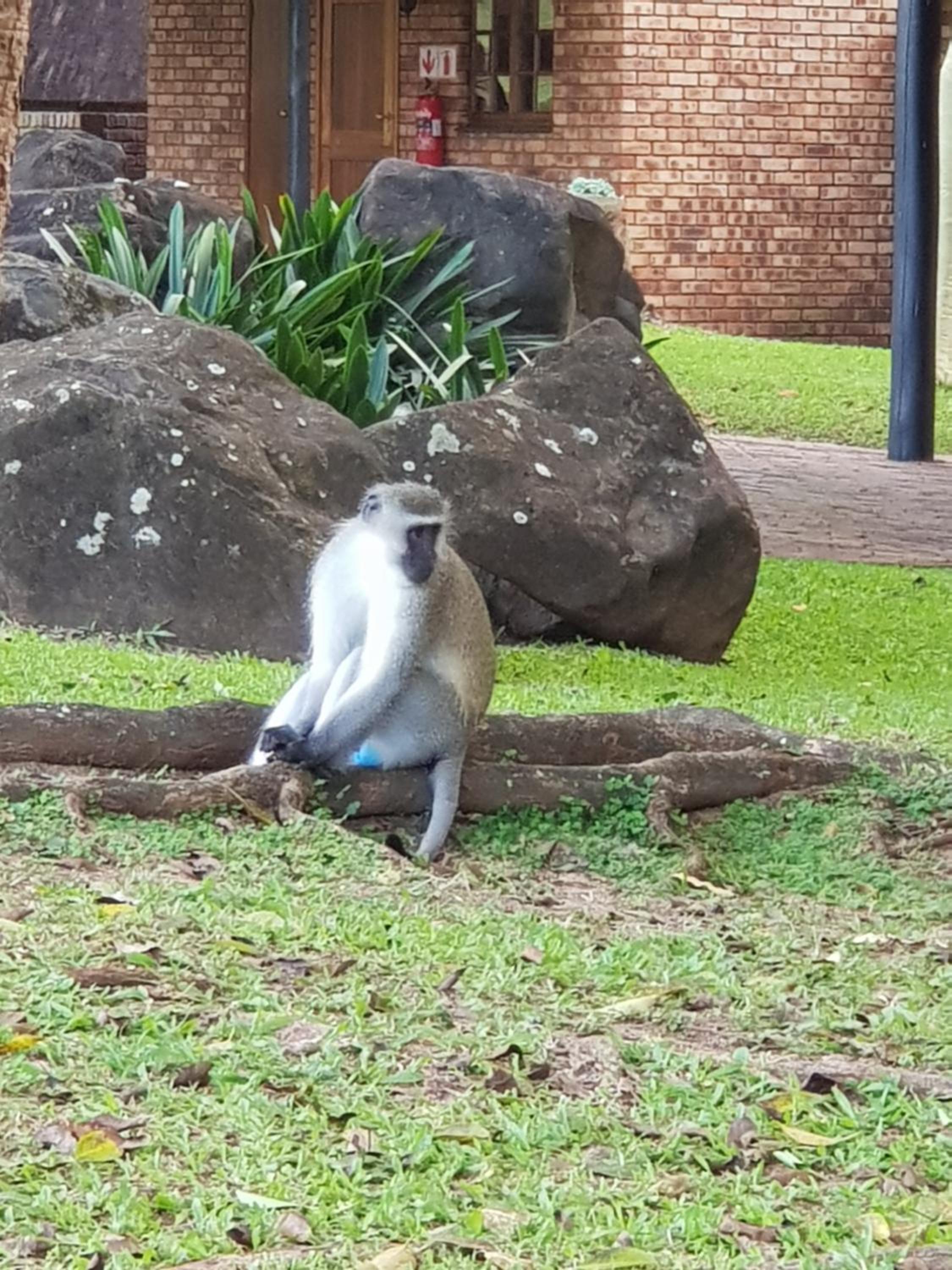 Hazyview Vacations - Kruger Park Lodge Unit No. 277 - Property Image 24