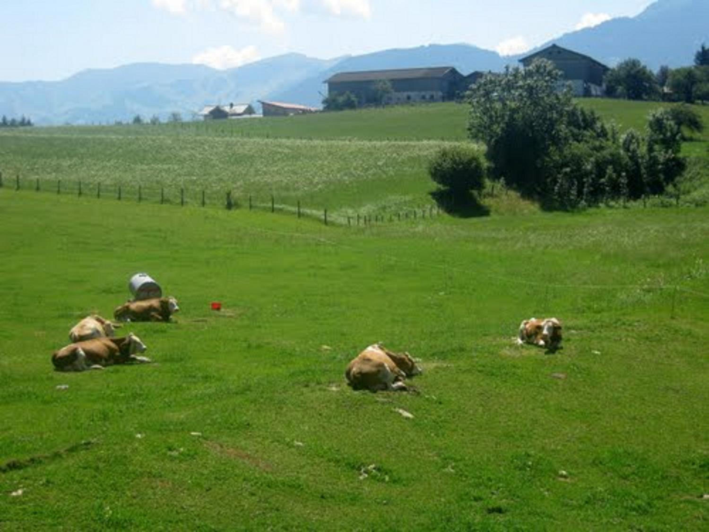 Wiesingbauer