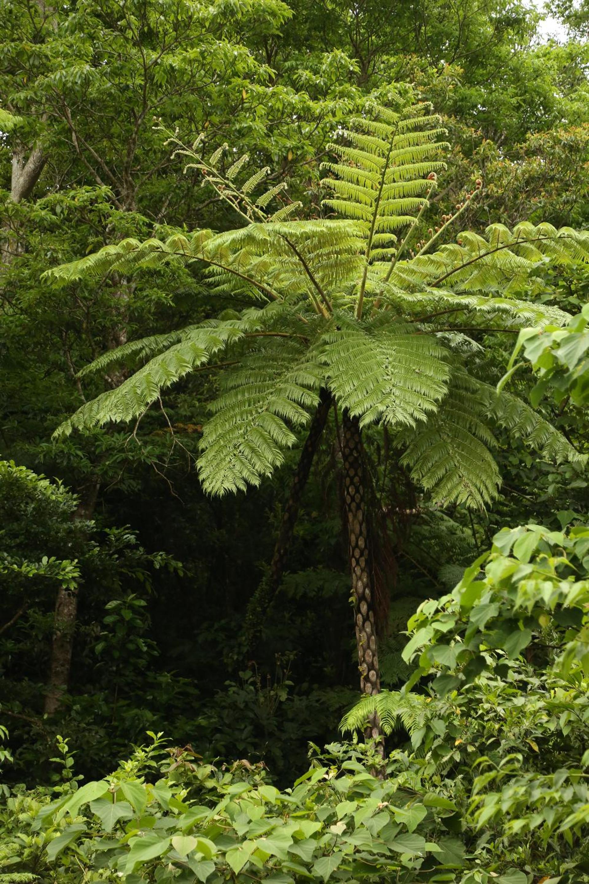 Magachabaru Okinawa