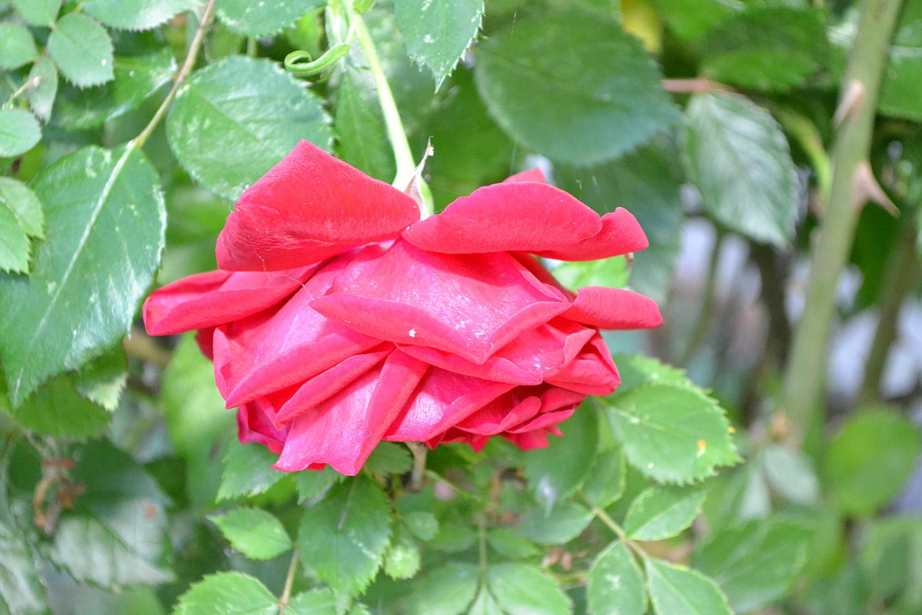 Photo 45
