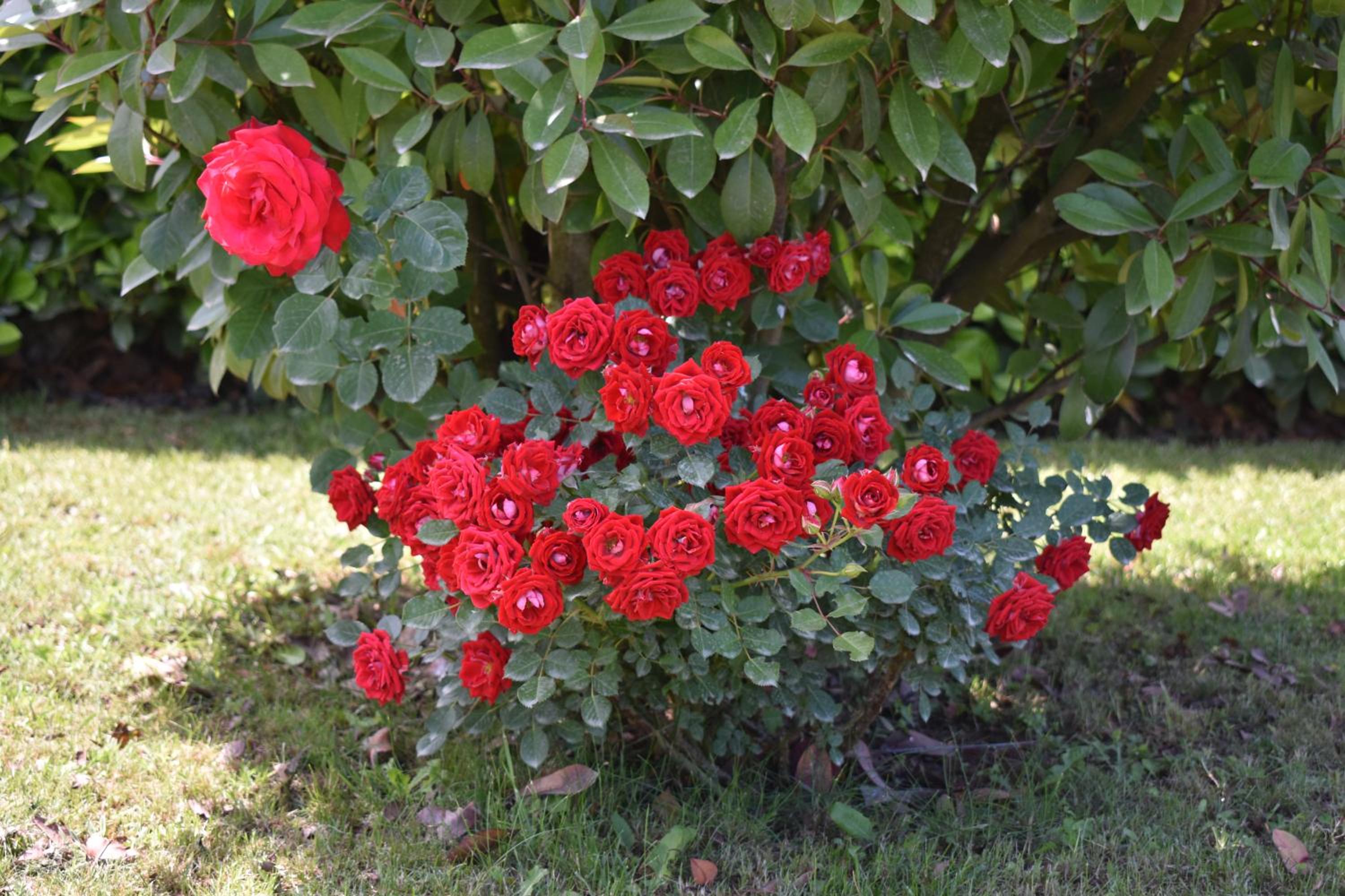 Guest House Regina Mundi