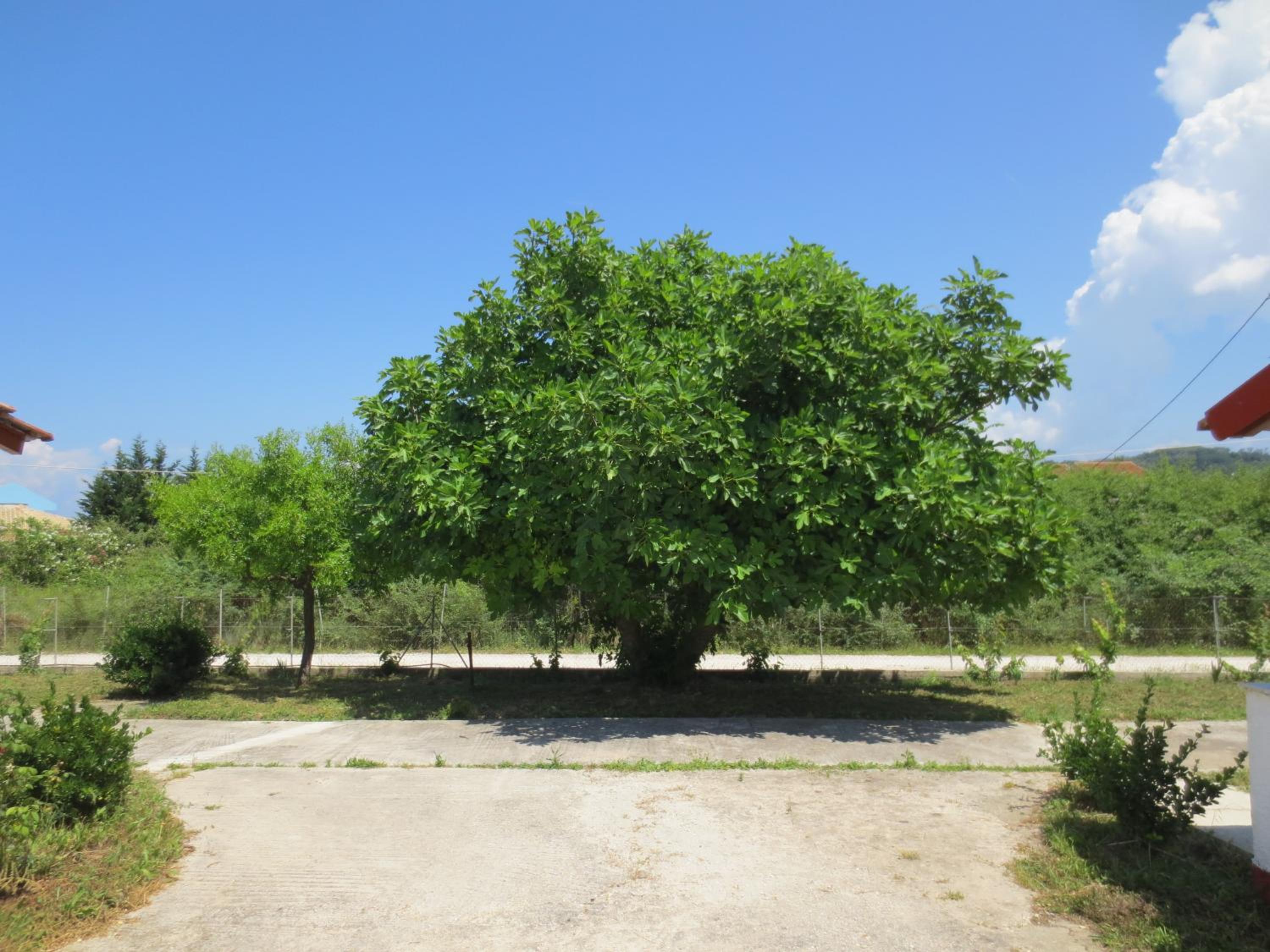 Sidari Studios photo 2