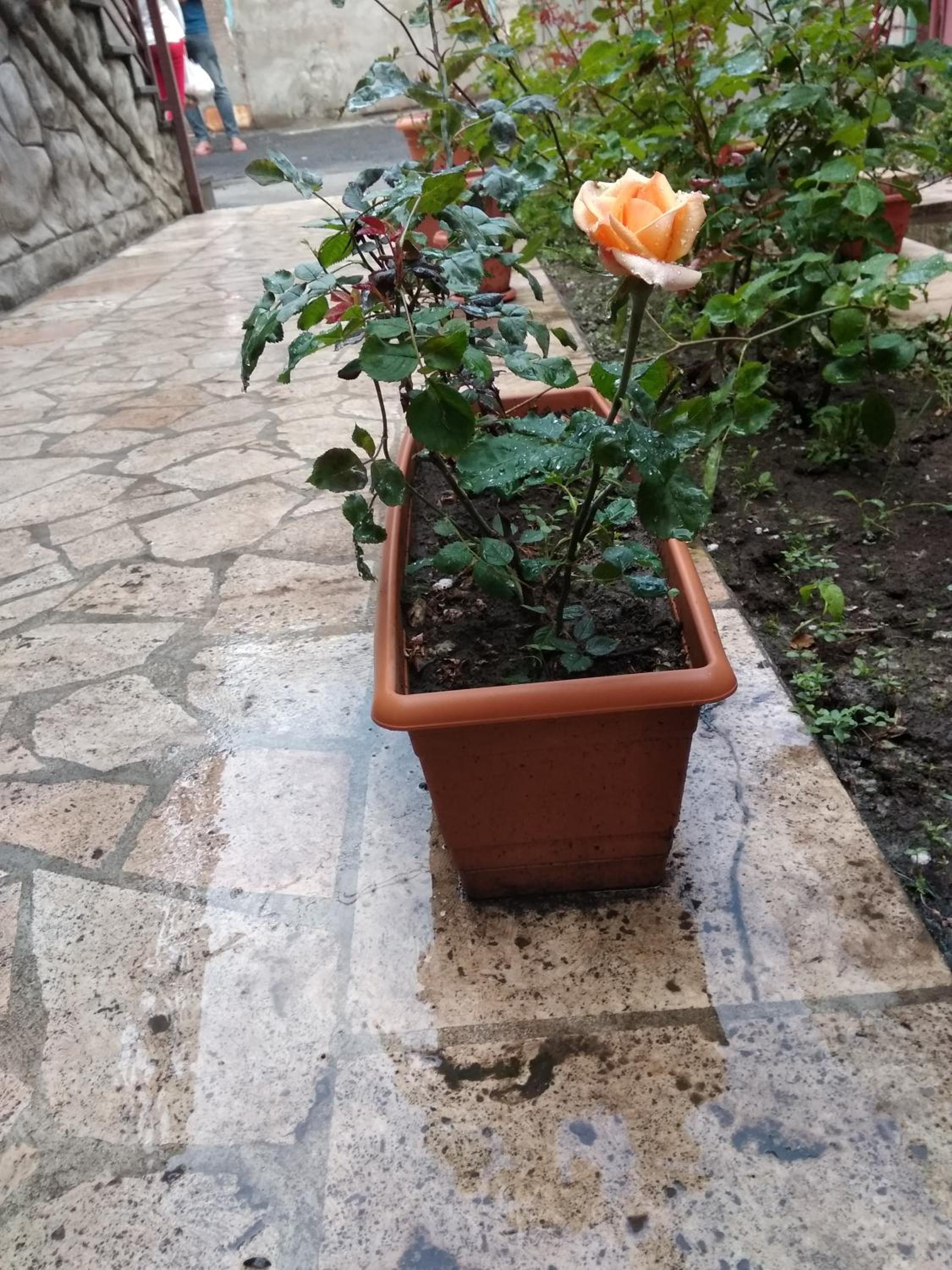 Komitas Avenue Guest House