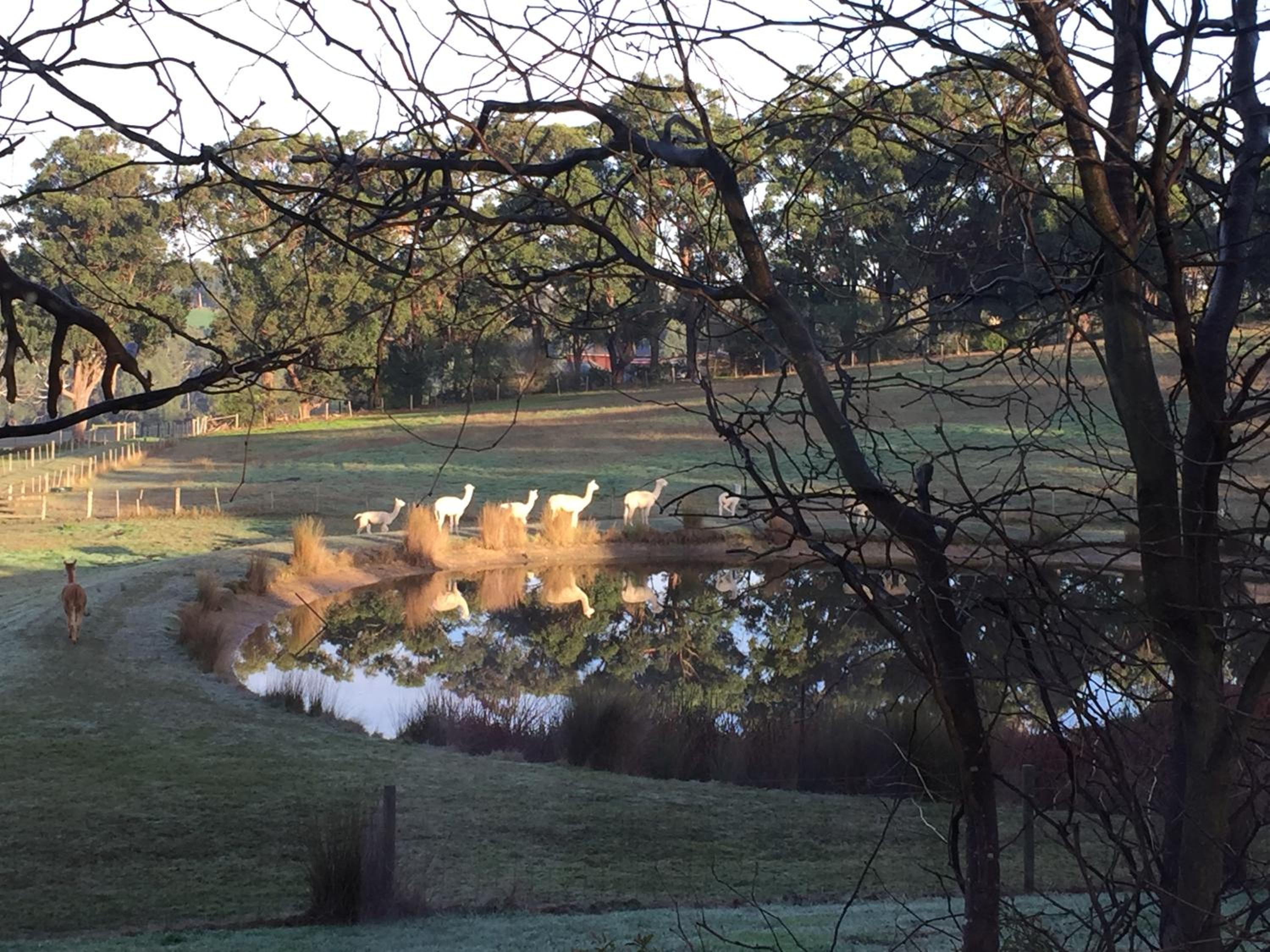 Raynella Alpaca Farmstay