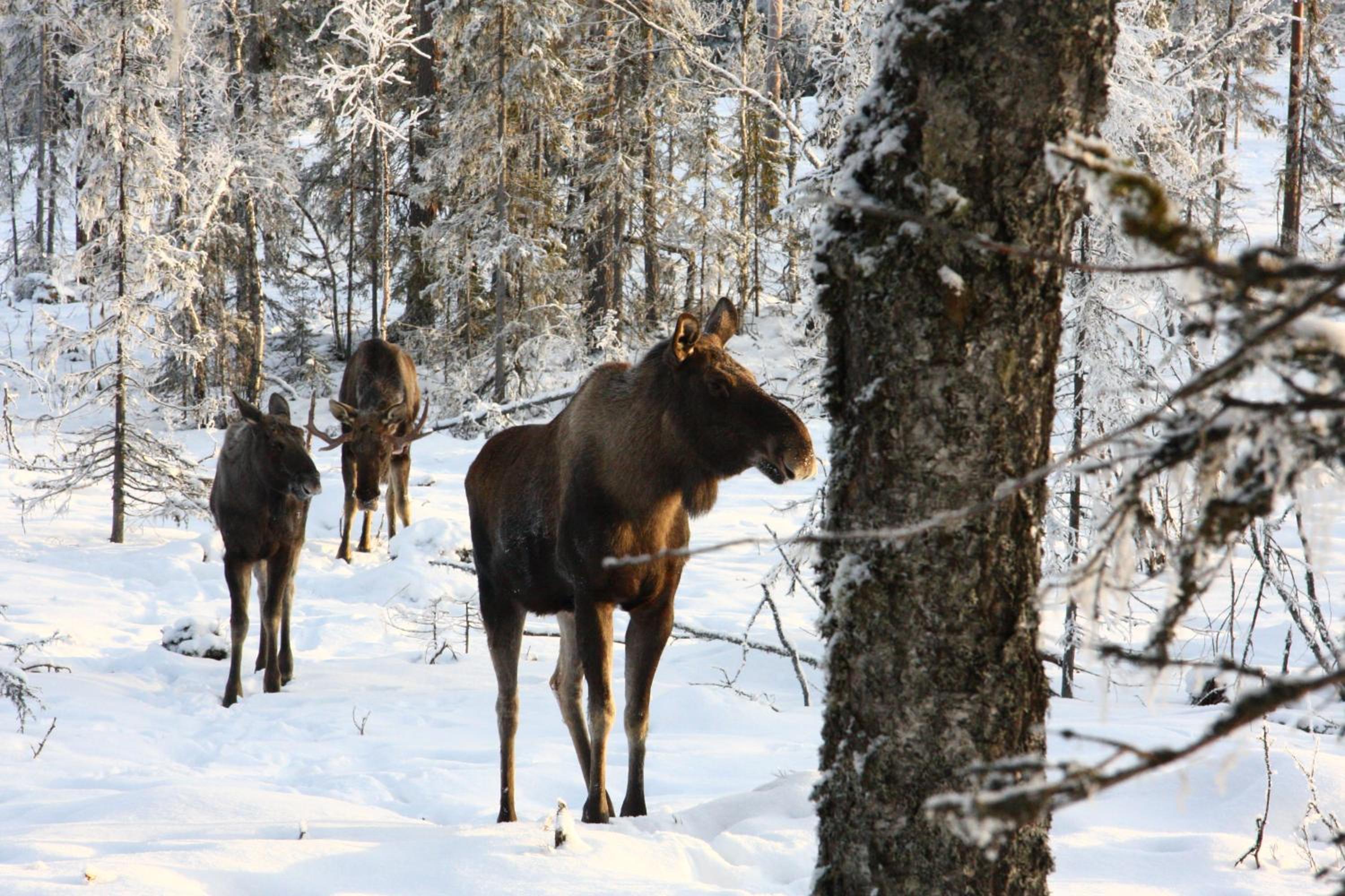 Sälens Vandrarhem i Gräsheden
