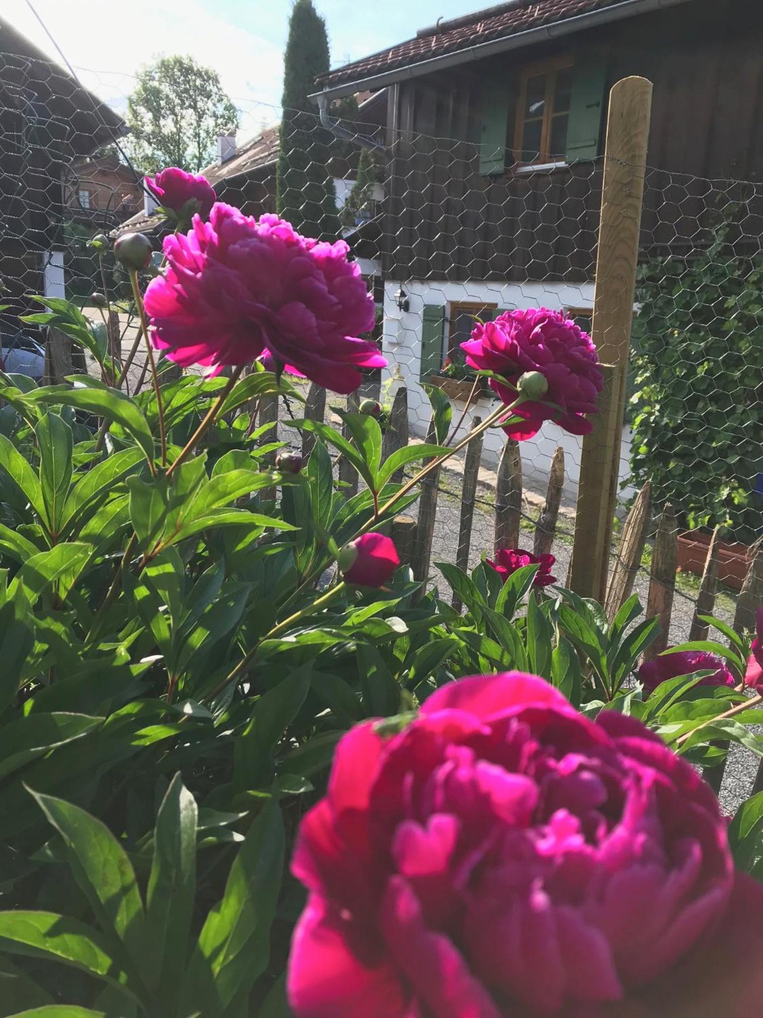 Chalet Alpenrose