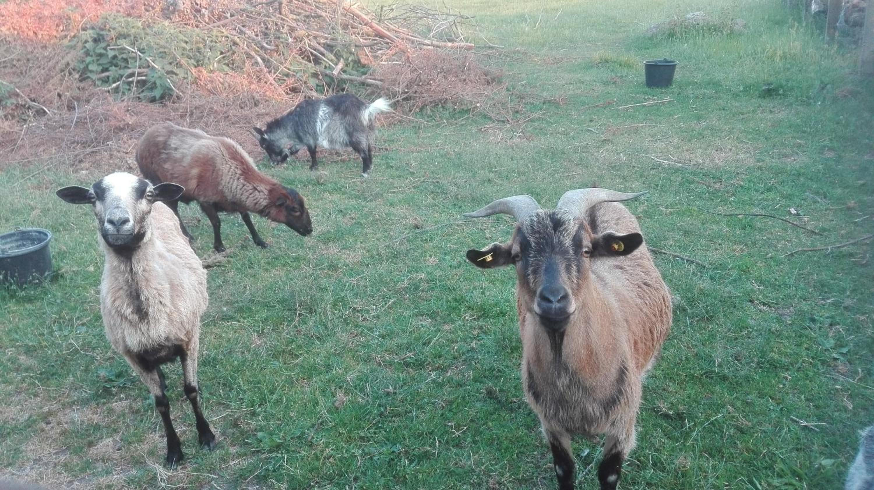 Ferien auf dem Lande