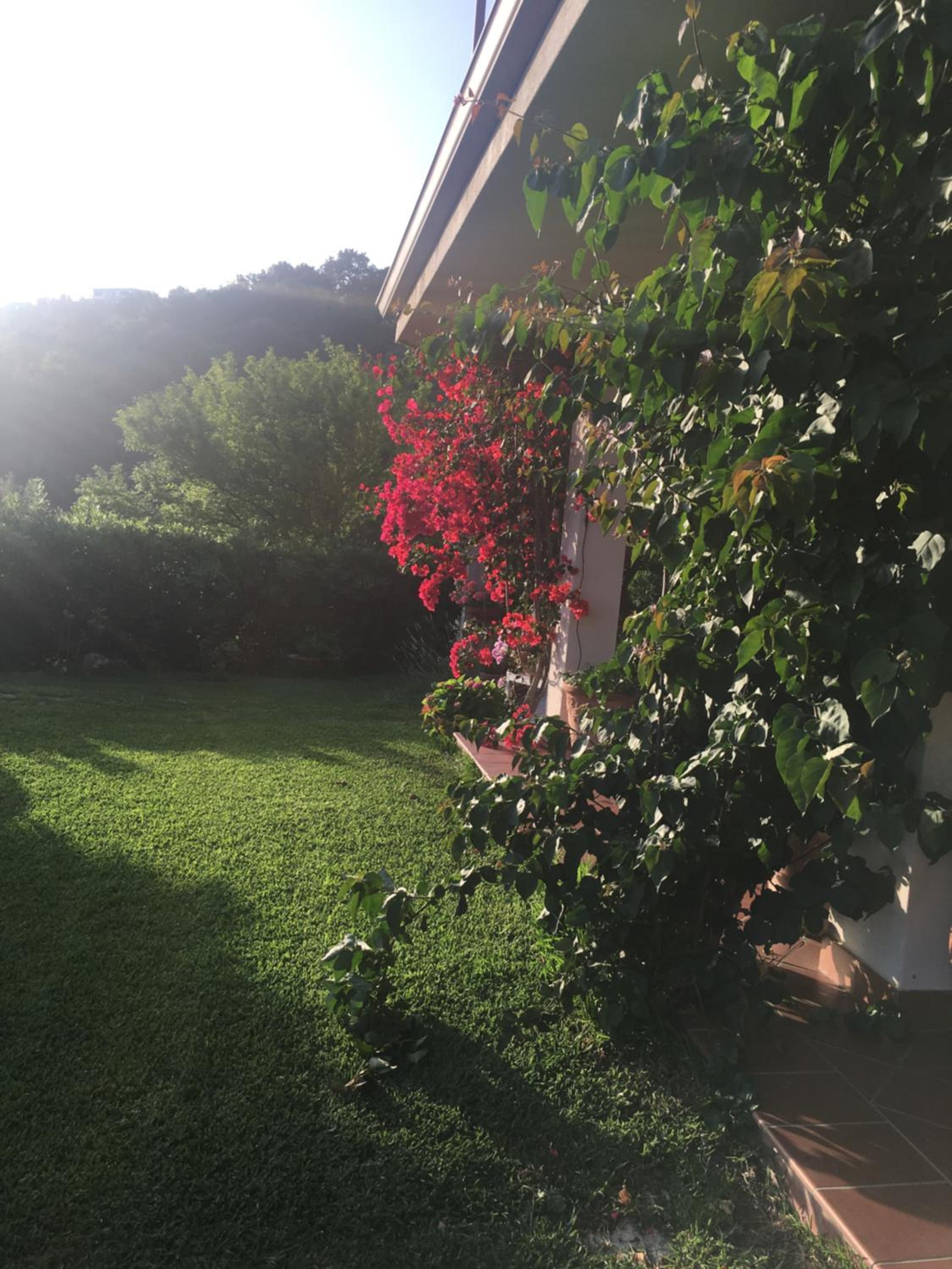 La Bouganville