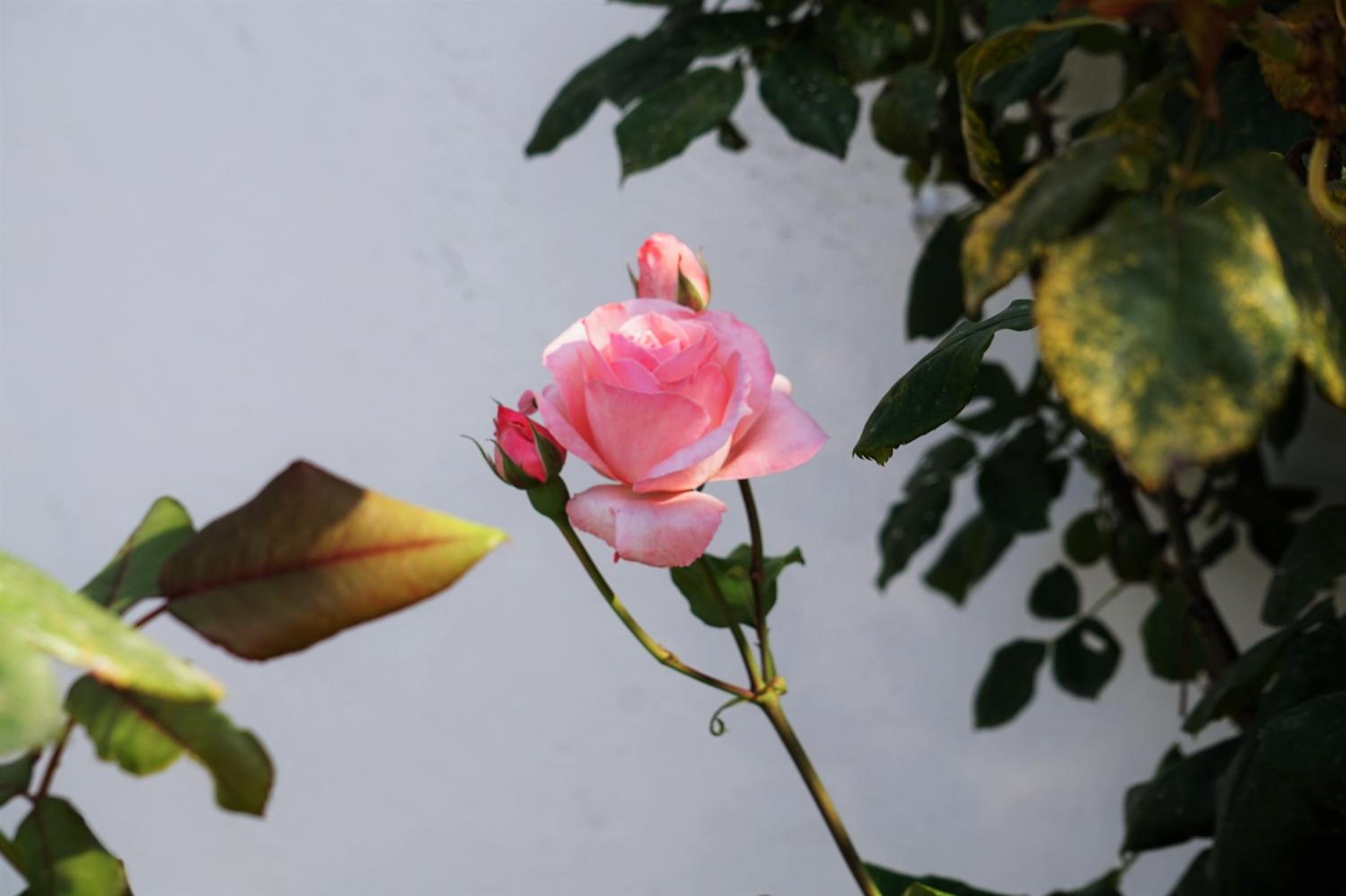Photo 48