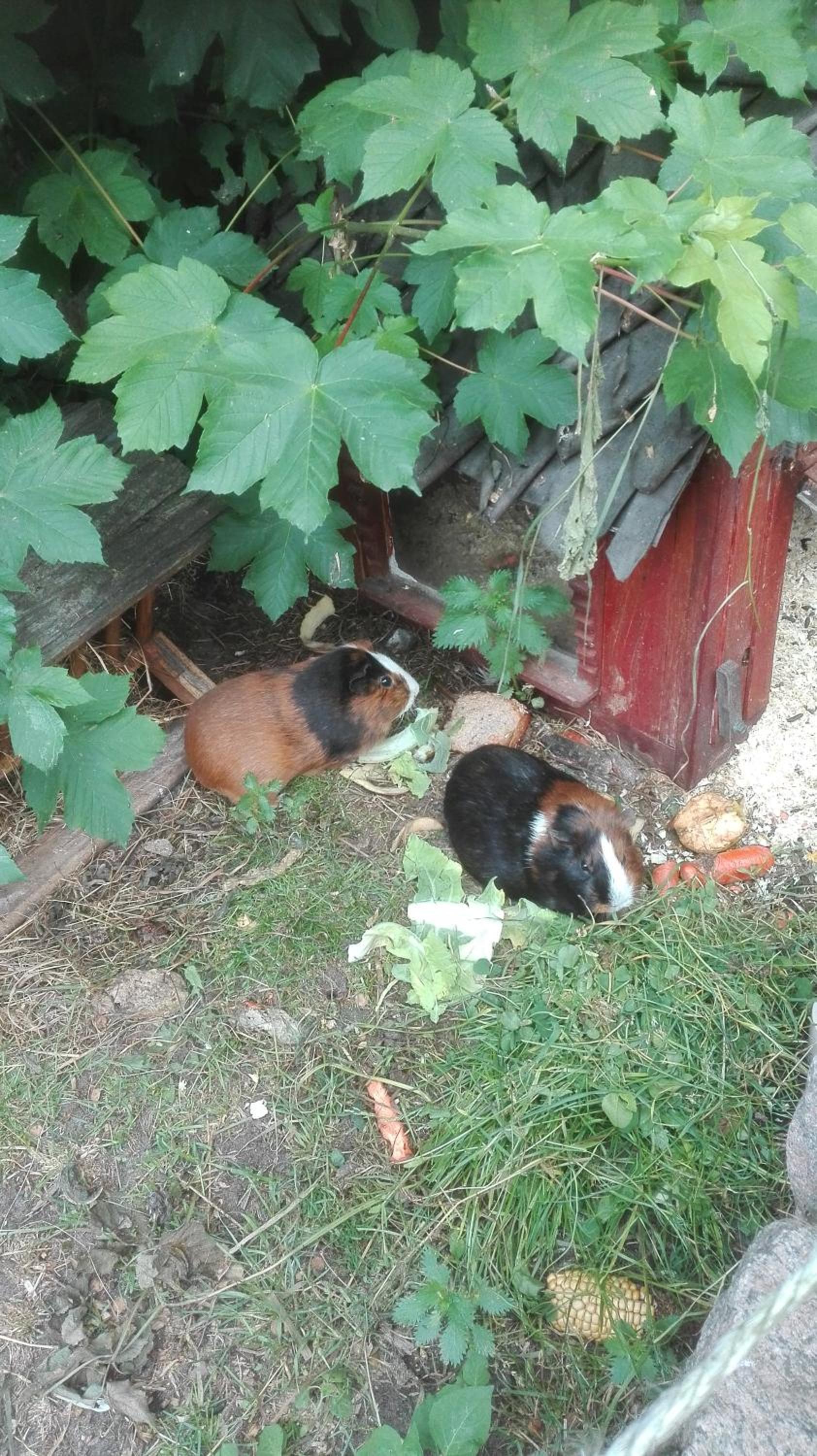 Ferien auf dem Lande