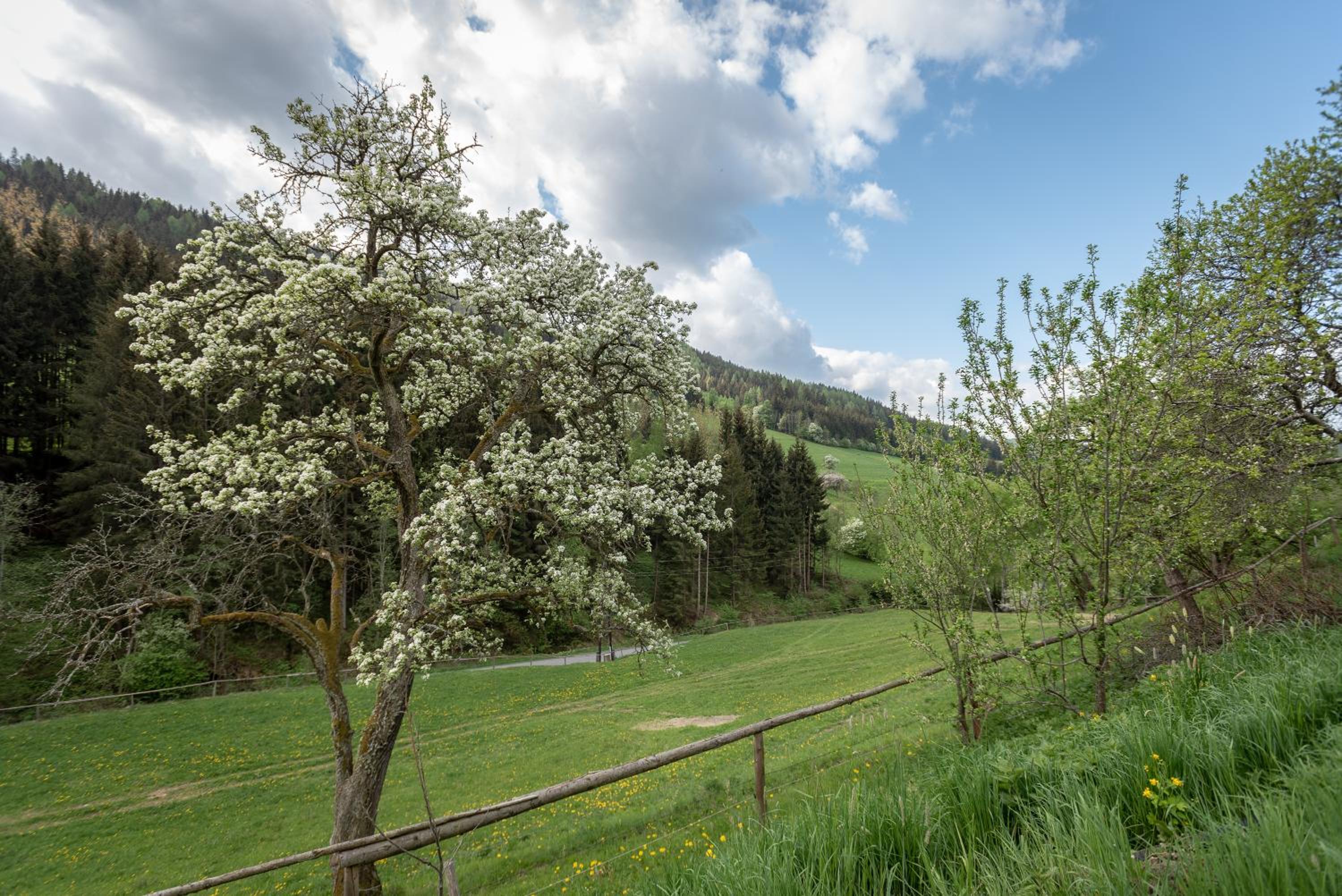 Urlaub auf der Alm 