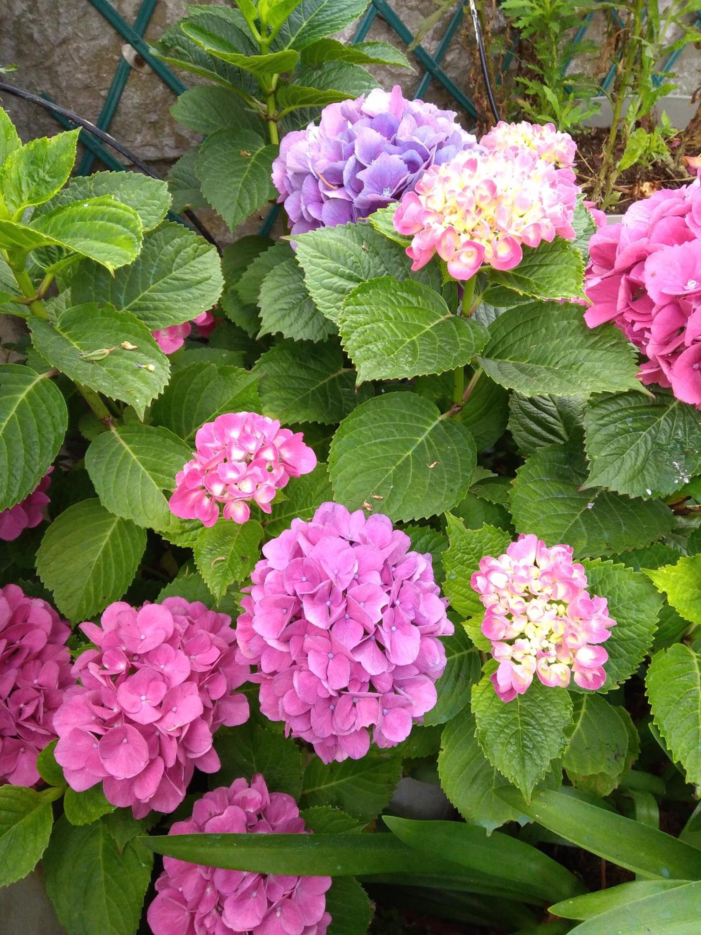 Photo 42