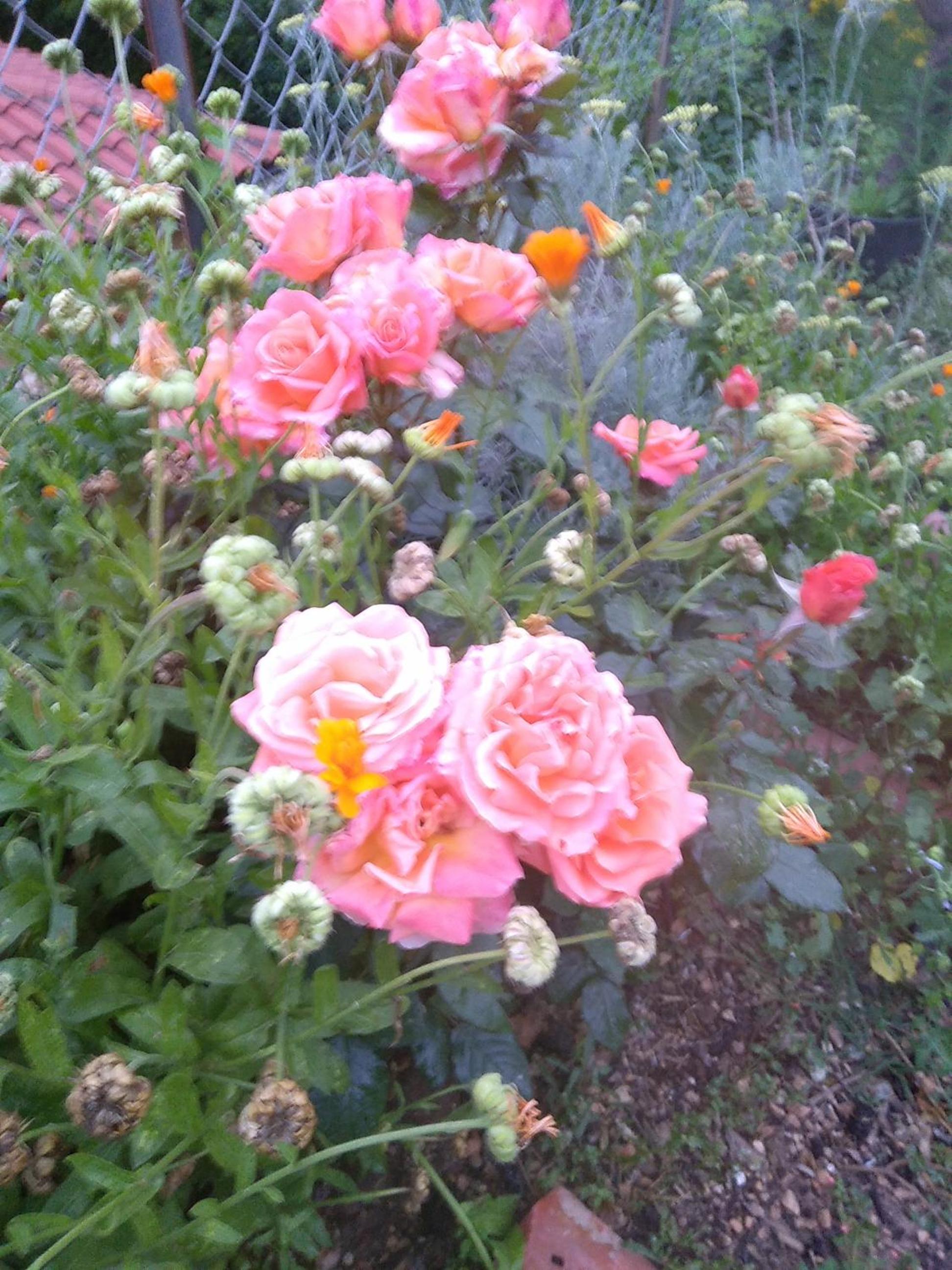 Photo 29