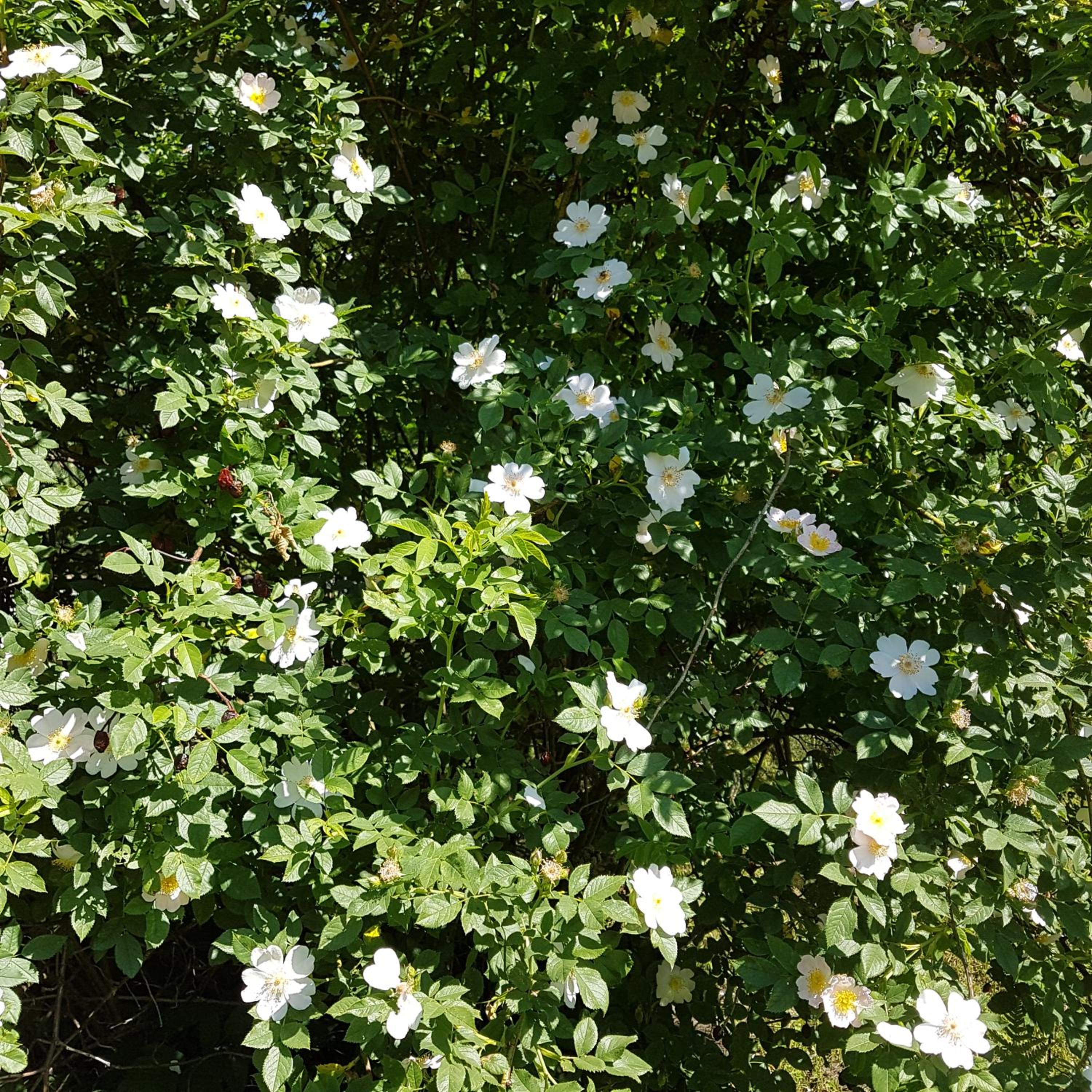 Photo 53