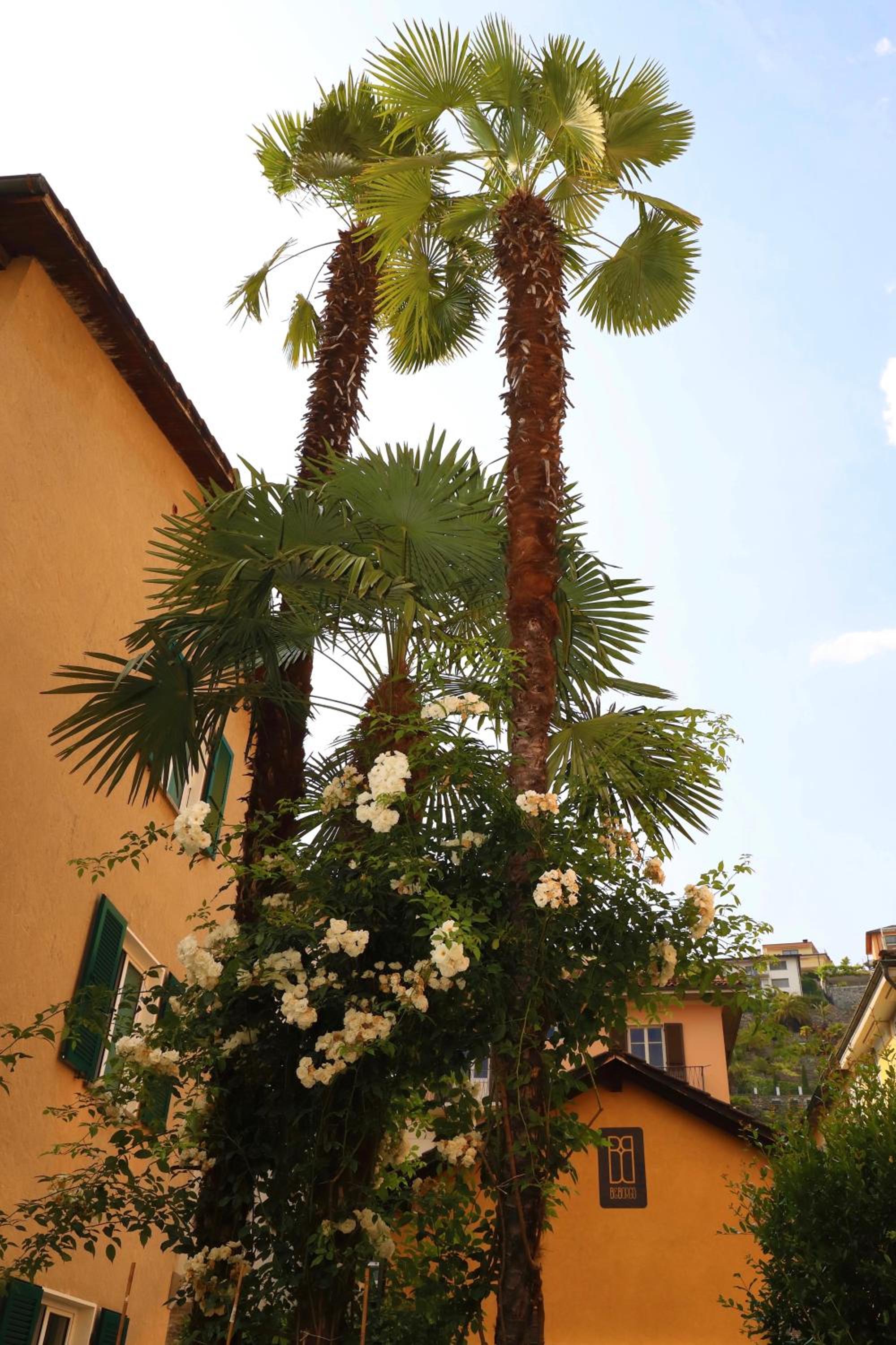 B&Borgo