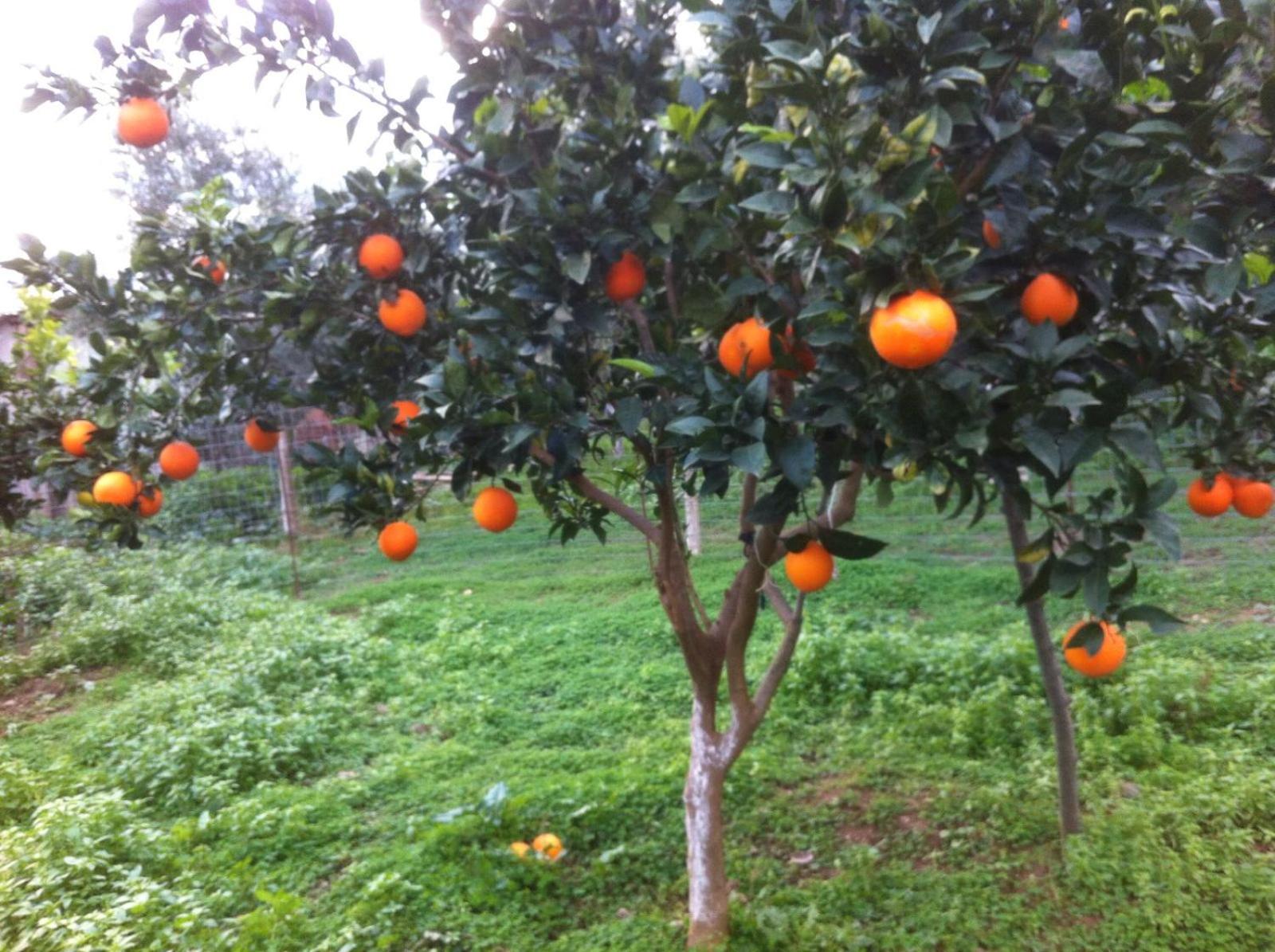 Photo 40
