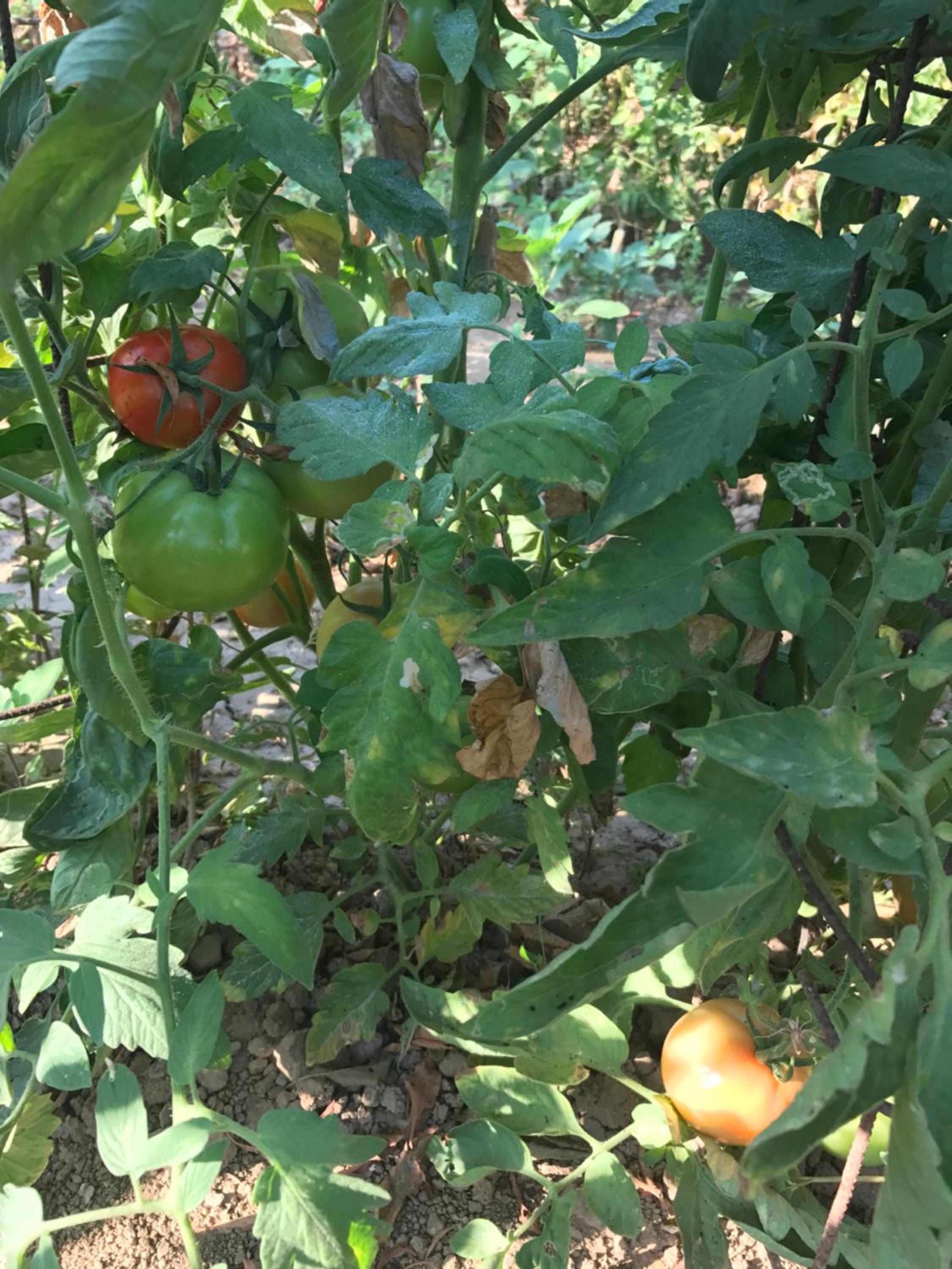 Photo 41