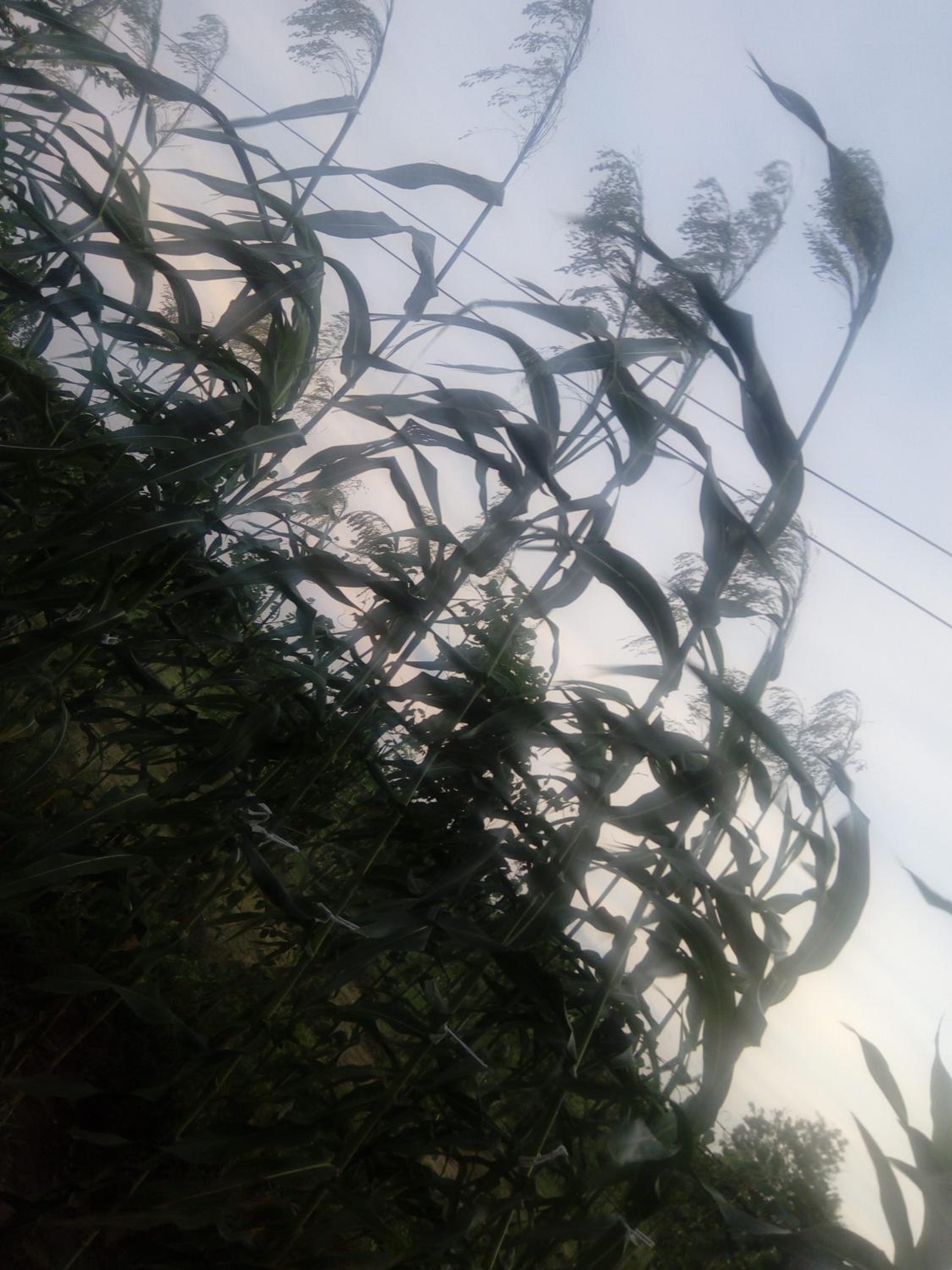 Photo 52