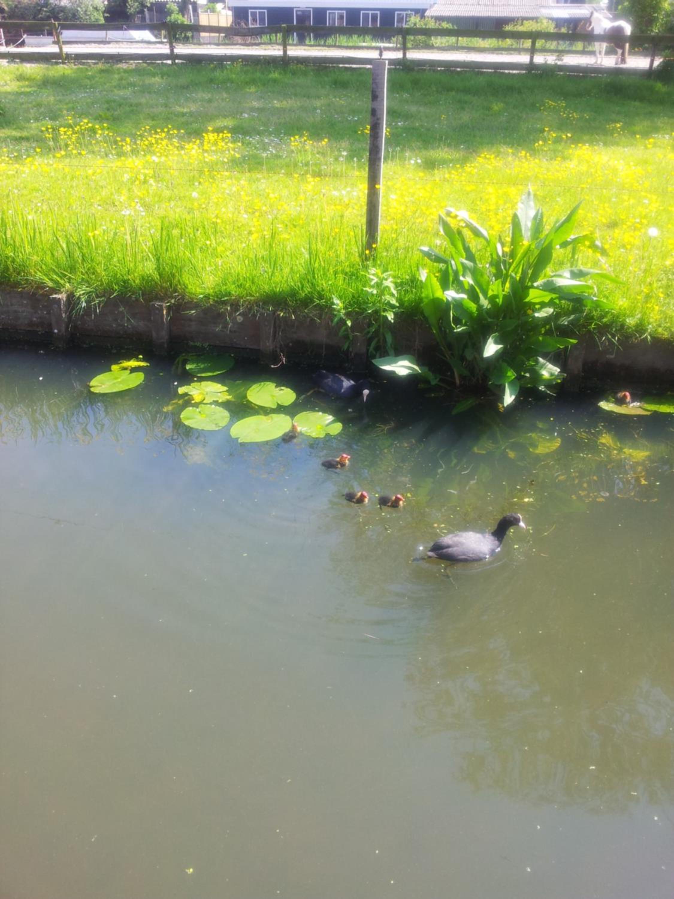 Photo 11