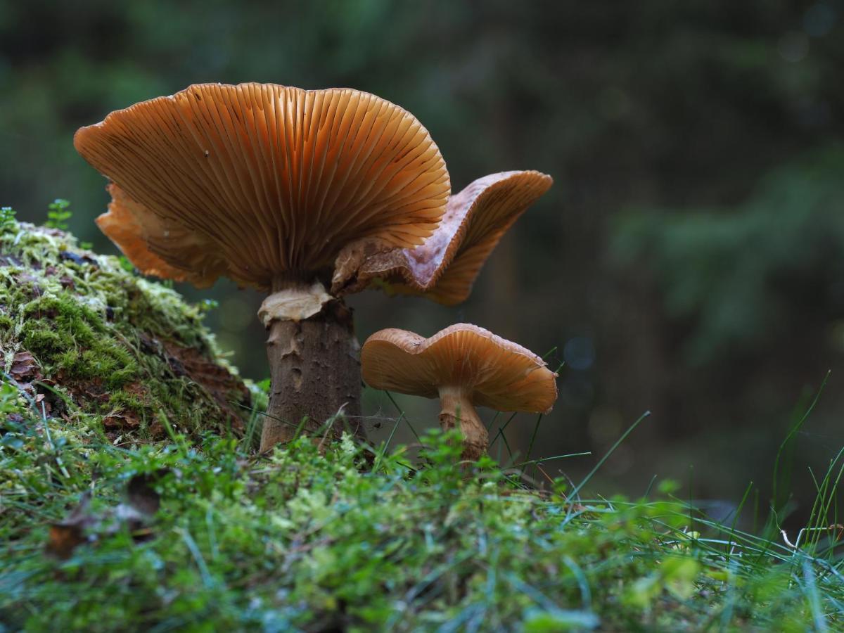Photo 30