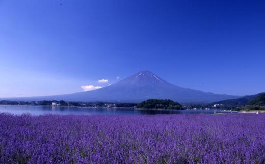 Fuji Sakura House