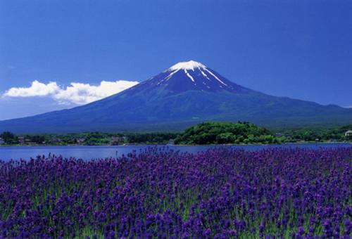 Fuji Sakura House