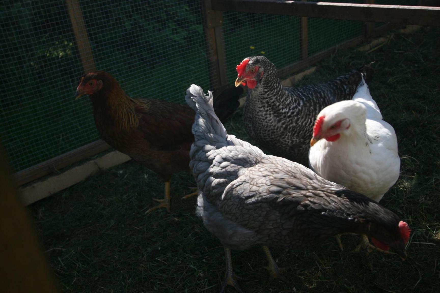 Farma Basarovi